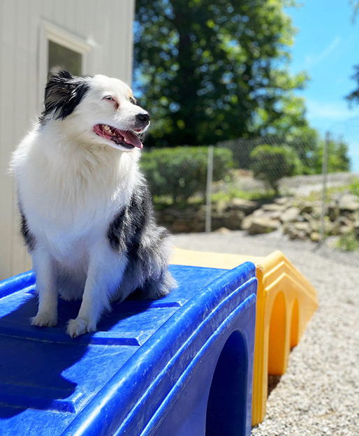 Black-and-white dog sitting on a blue plastic play tunnel outdoors, looking left.
