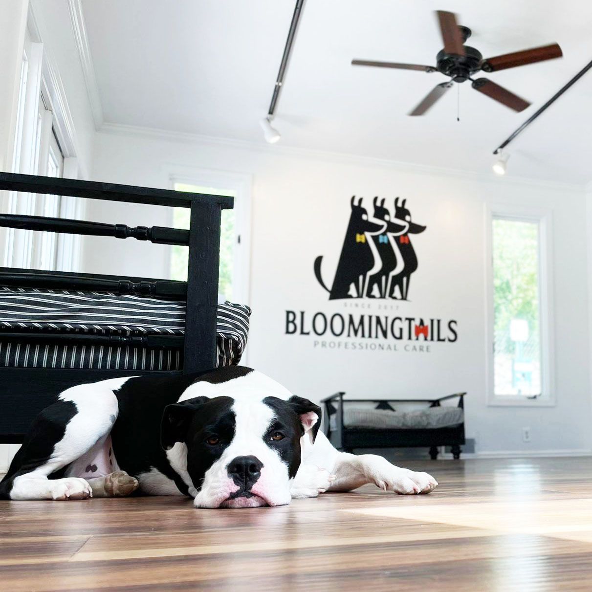 Black-and-white dog lying on hardwood floor in a bright grooming salon with Blooming Tails logo on the wall
