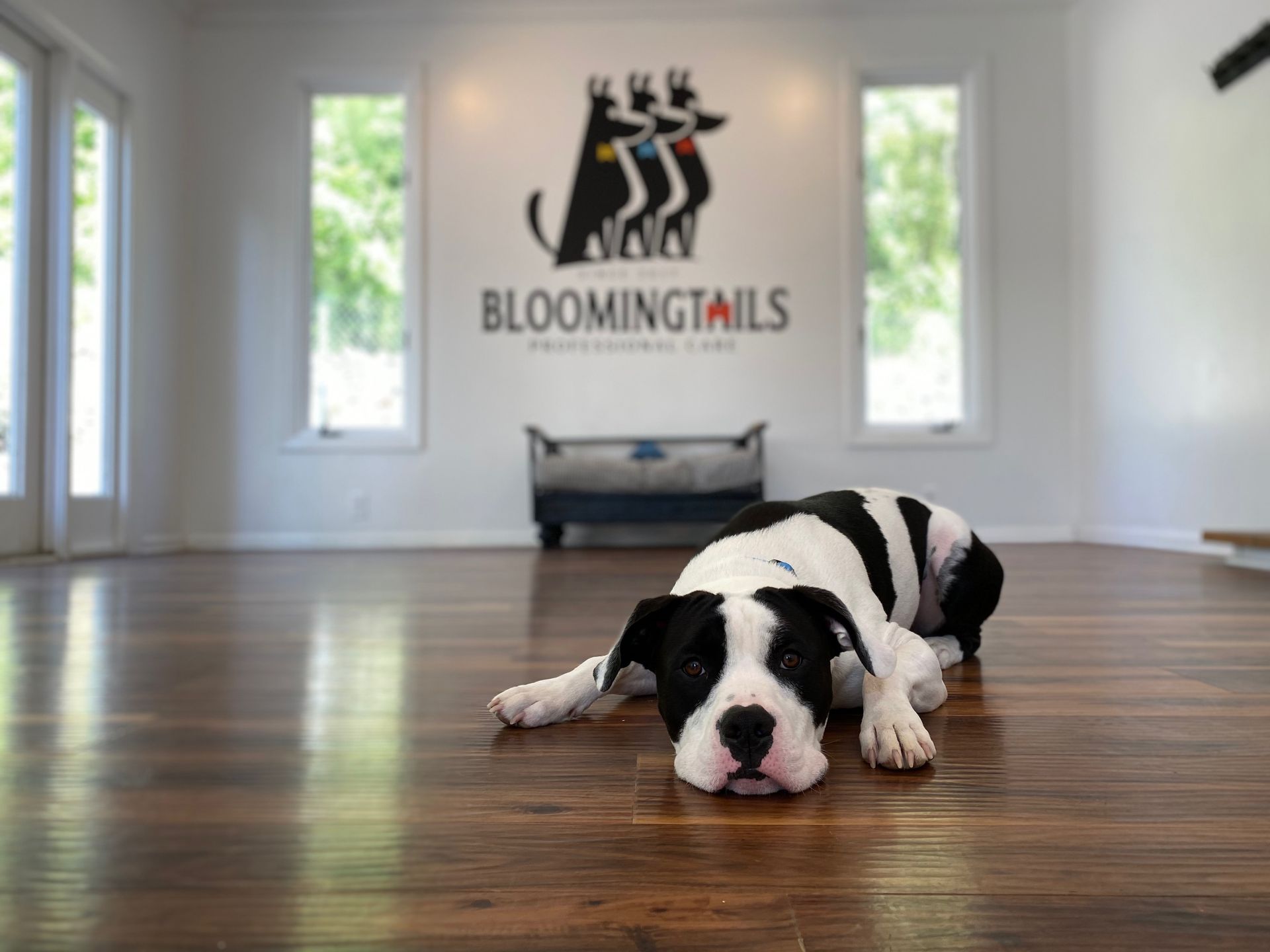 Black-and-white dog lying on a polished floor in a bright Bloomingtails room