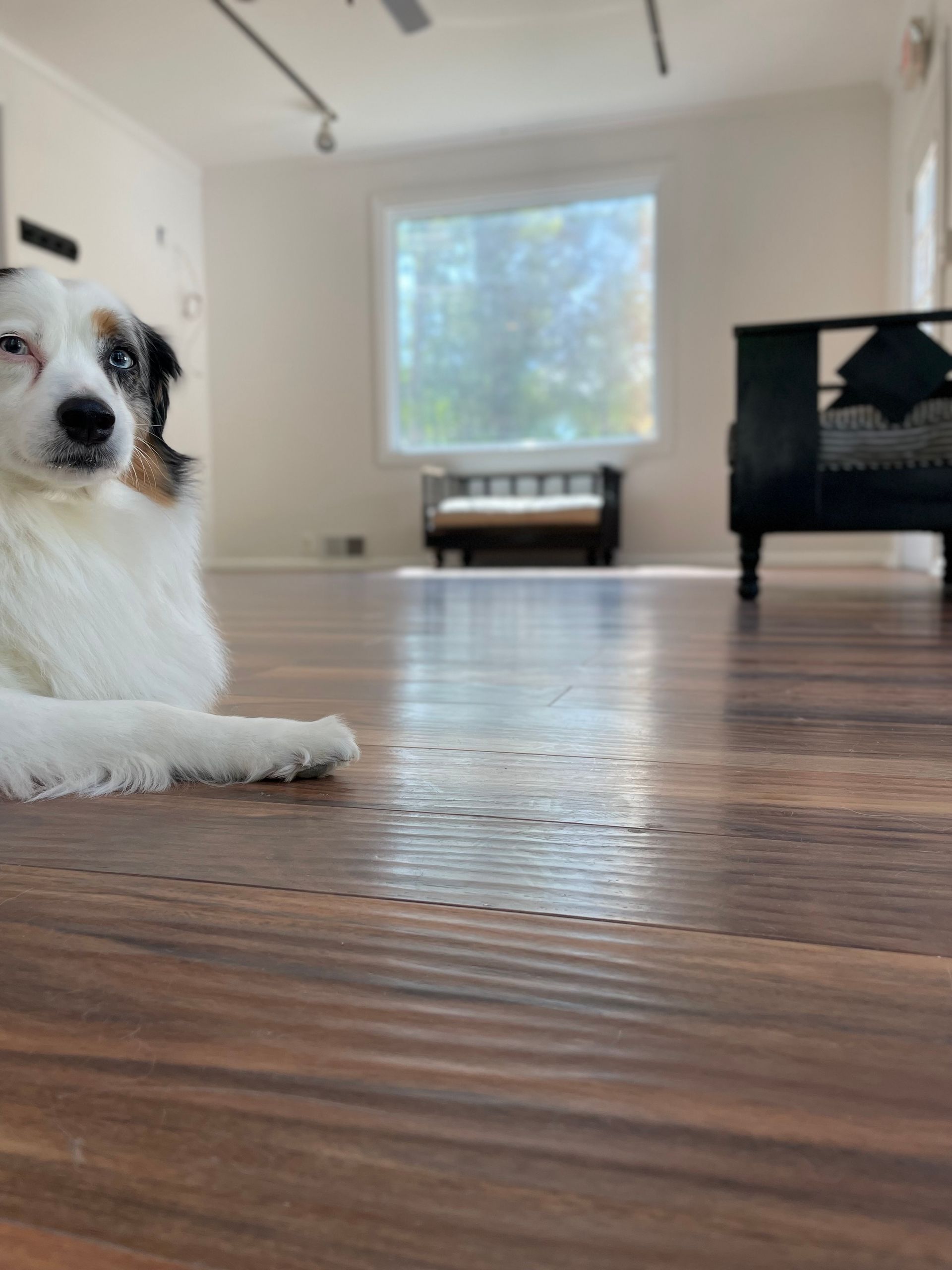 White dog lying on a wooden floor in a bright room with a window and piano in the background