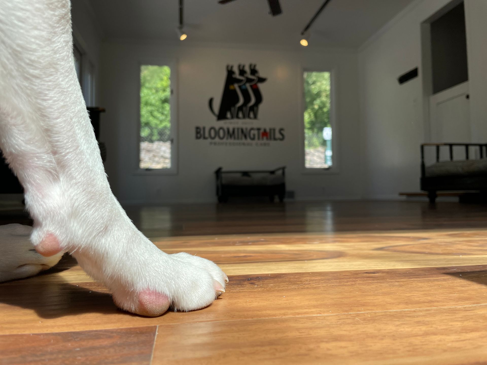 White dog's paw on wooden floor in bright room with Bloomingtails sign in background