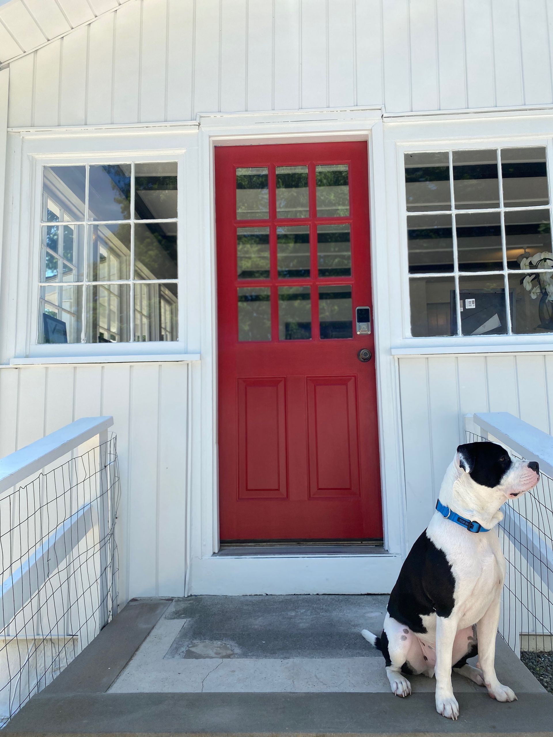 Black-and-white dog sitting on a porch beside a red door and white siding