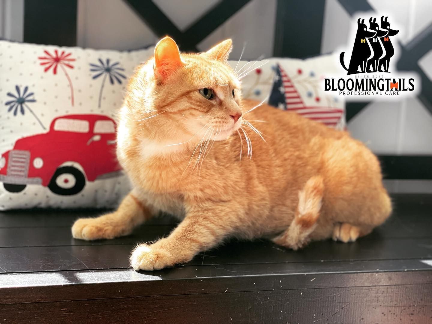 Orange tabby cat lounging on a dark table beside a red truck pillow and BloomingTails logo