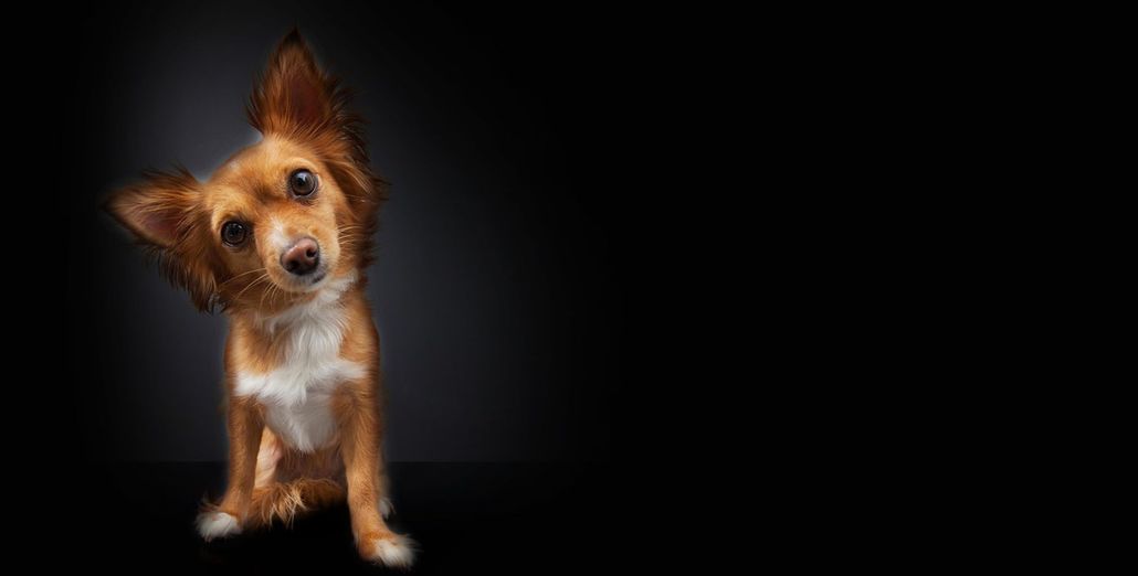 A person wearing black gloves grooms a small, tan-and-brown Yorkshire Terrier with scissors.
