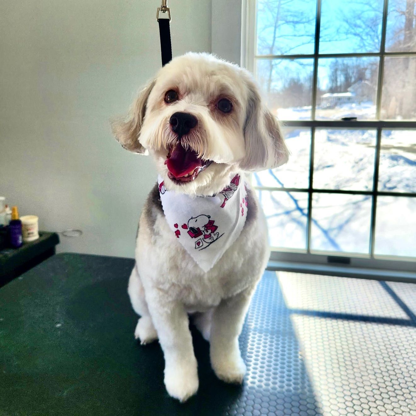 Small white dog wearing a bandana sits on a grooming table by a sunny window.