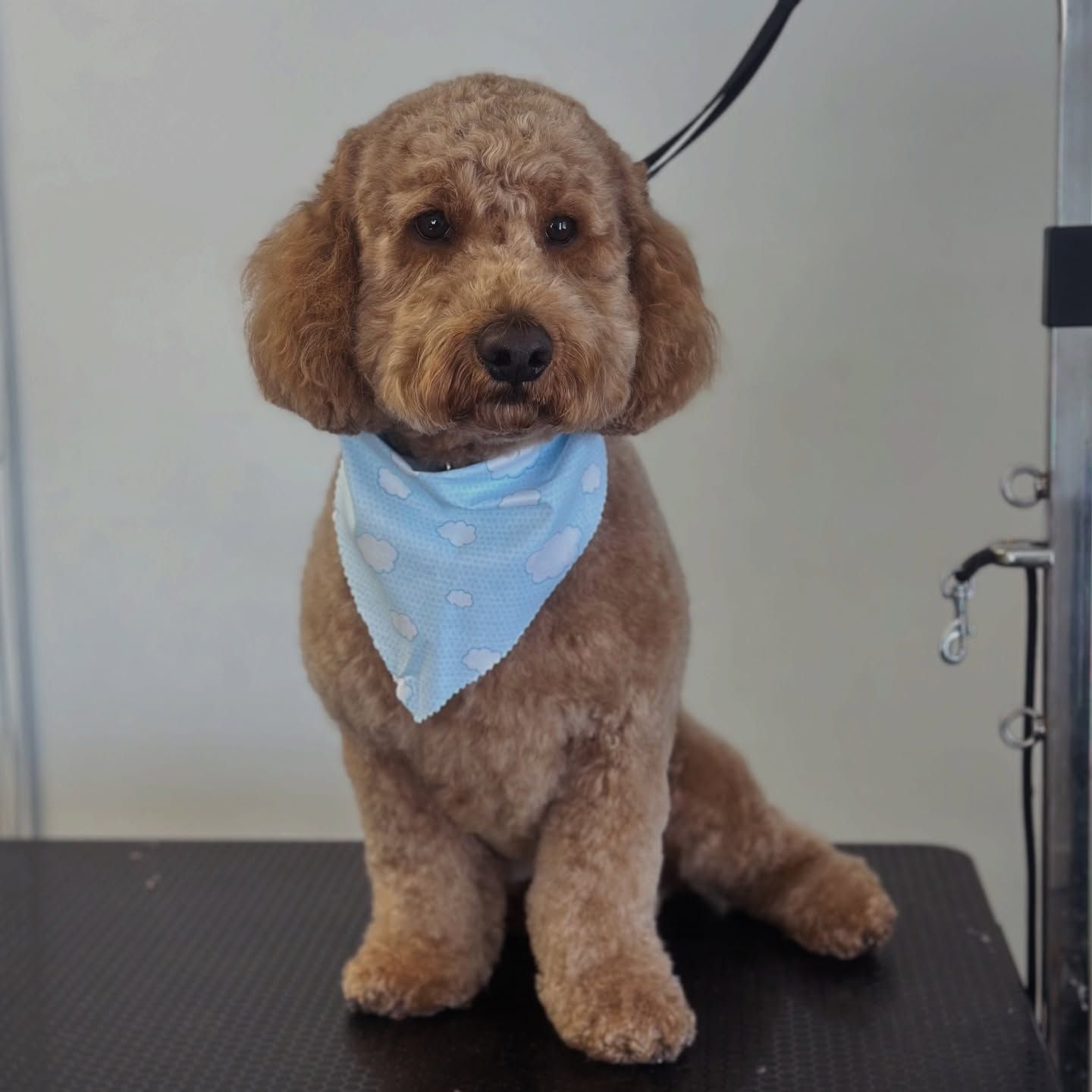 Small brown poodle wearing a blue bandana, sitting on a grooming table.