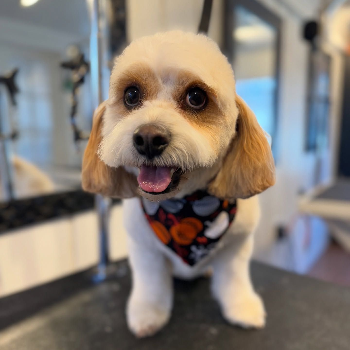 Small fluffy dog with a bandana, standing indoors and looking at the camera with mouth open.