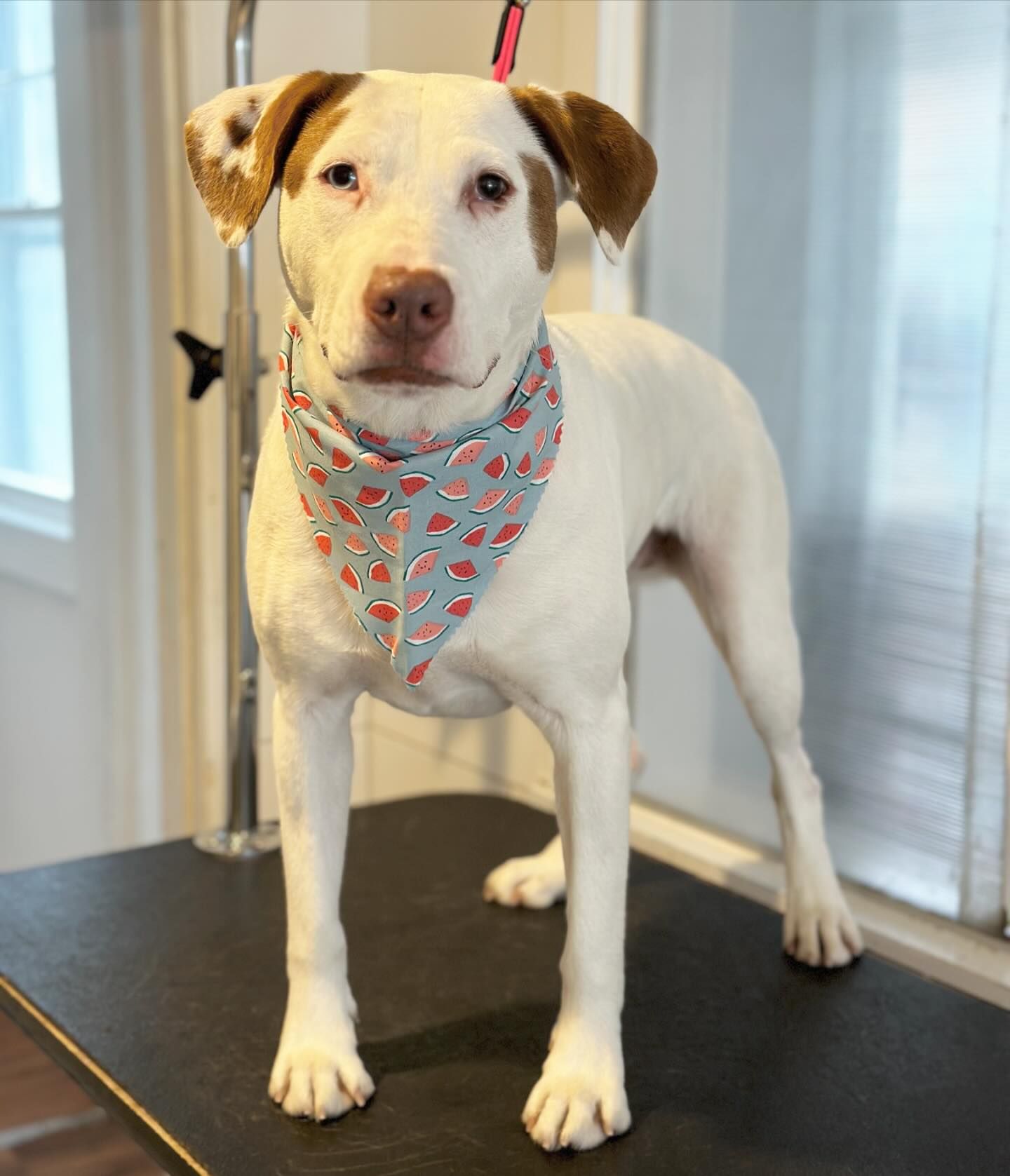 White-and-brown dog standing on a grooming table, wearing a red-and-blue patterned bandana.