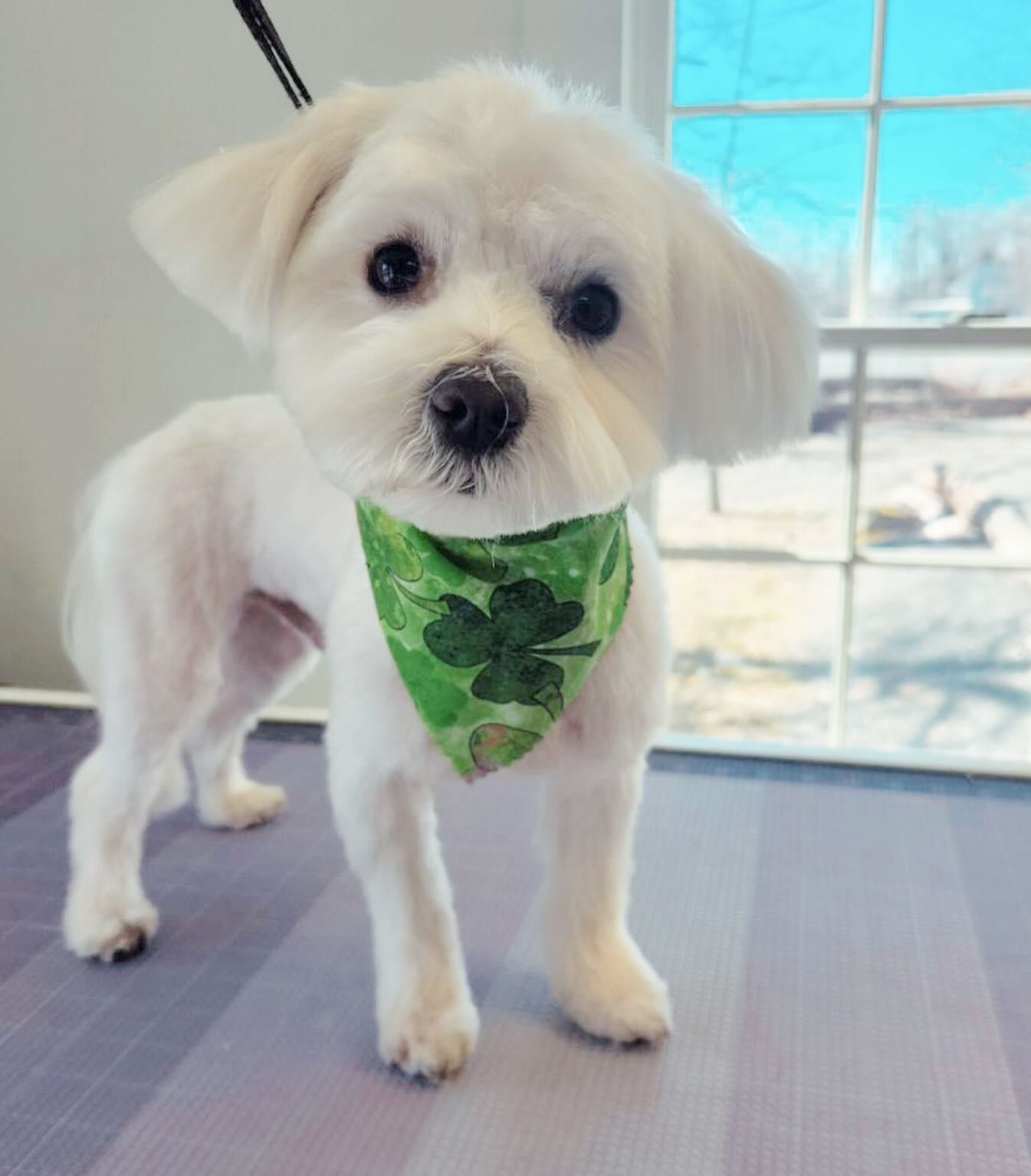 Small white dog wearing a green bandana, standing indoors by a window.