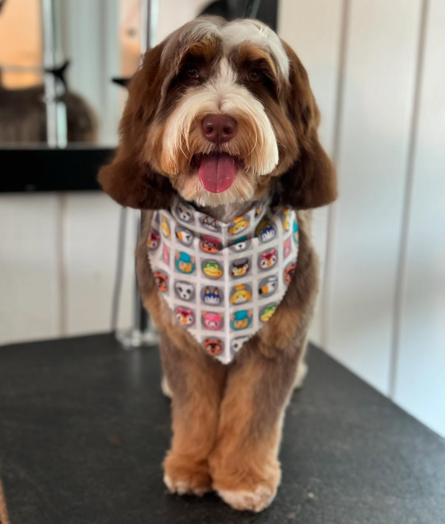 Small brown-and-white dog wearing a colorful patterned bandana, standing indoors with tongue out