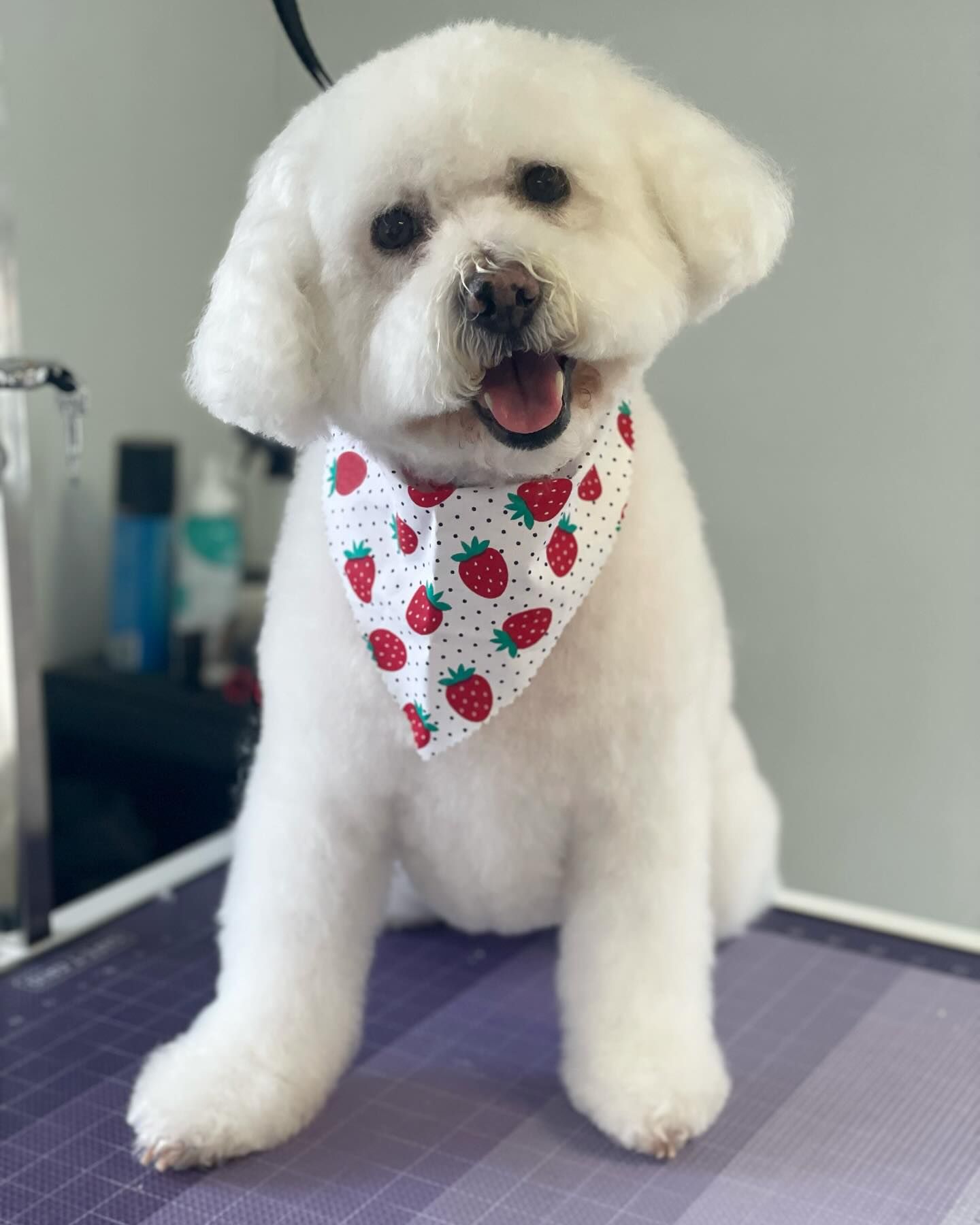 White fluffy dog wearing a strawberry bandana, sitting on a grooming table with mouth open and tongue out.