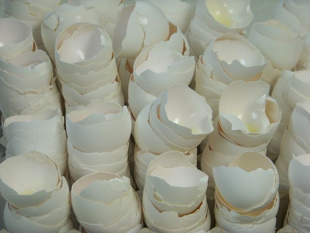 egg shell