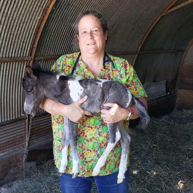 Woodstock Il Horse Veterinarian: Expert Care for Your Equine Friend