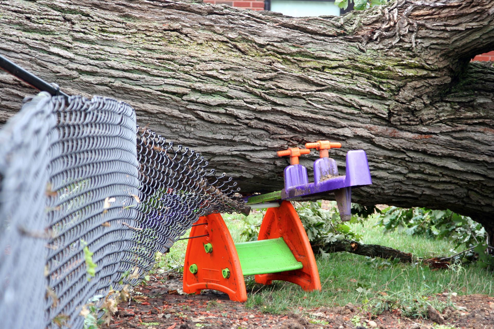tree removal
