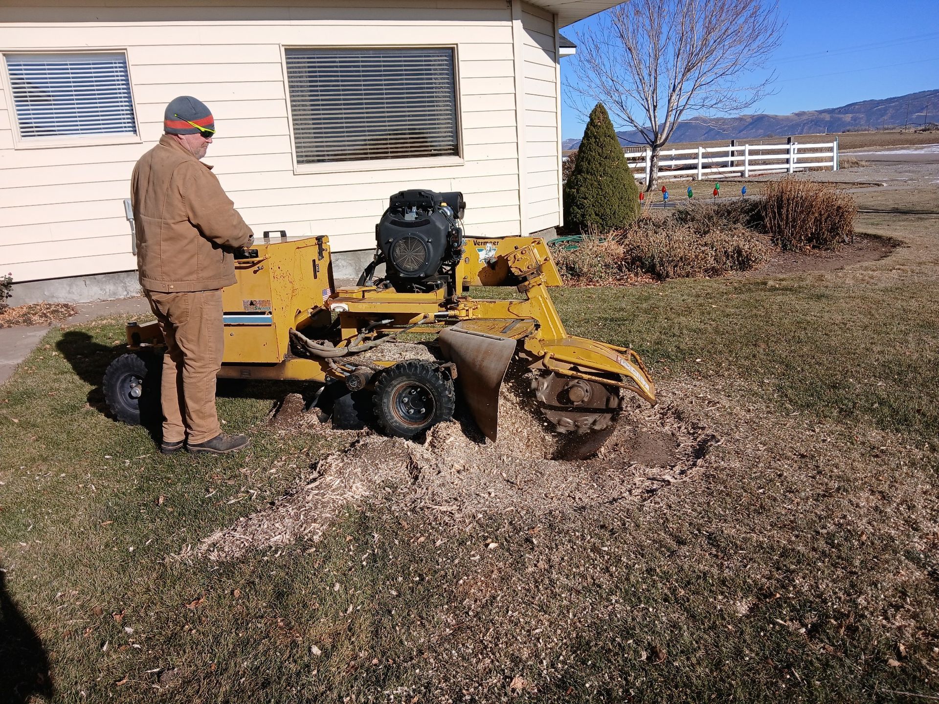 Person operating a yellow stump grinder in a yard beside a house, with wood chips scattered around