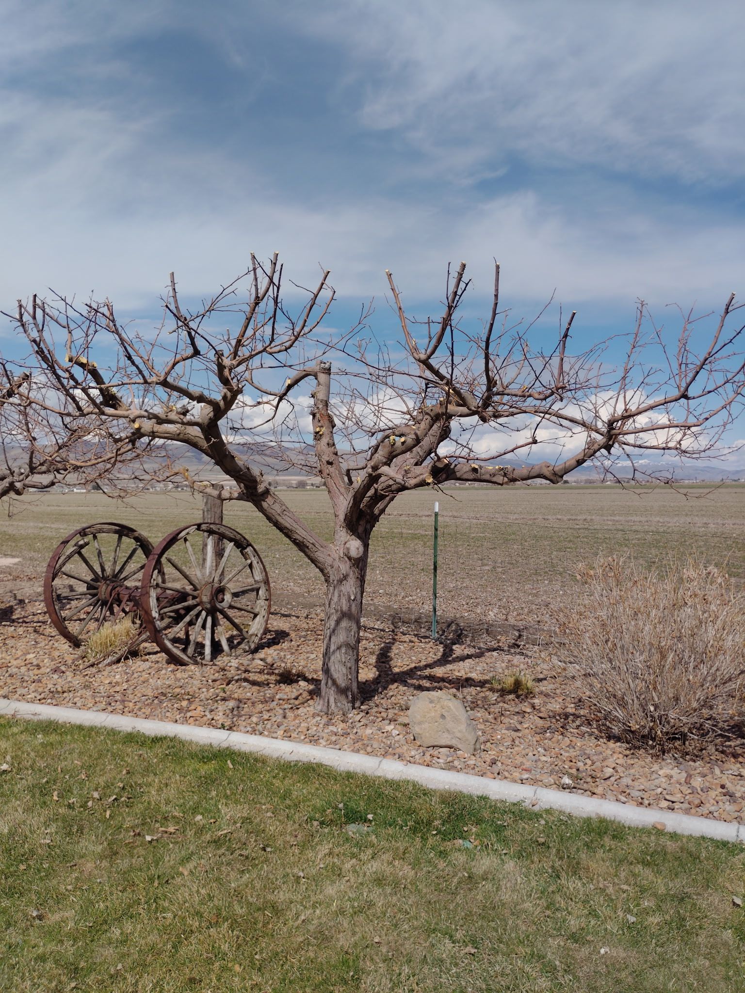 Leafless tree beside an old wagon wheel in a barren field under a cloudy sky.