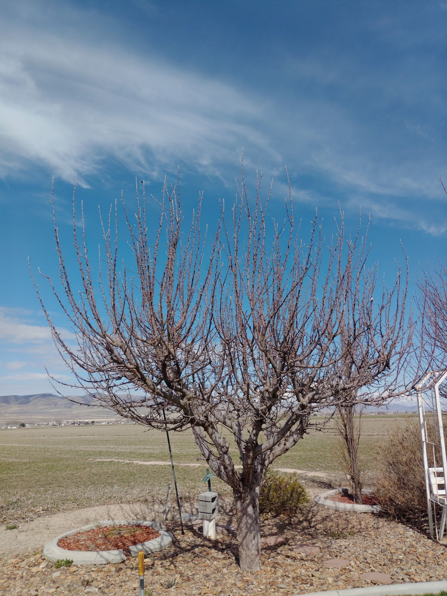 Leafless tree in a dry field under a blue sky, with a small circular planter nearby.