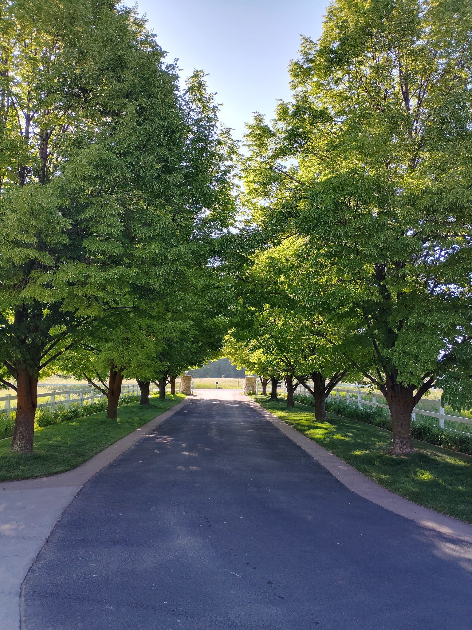 Tree-lined paved path leading toward a bright opening in the distance