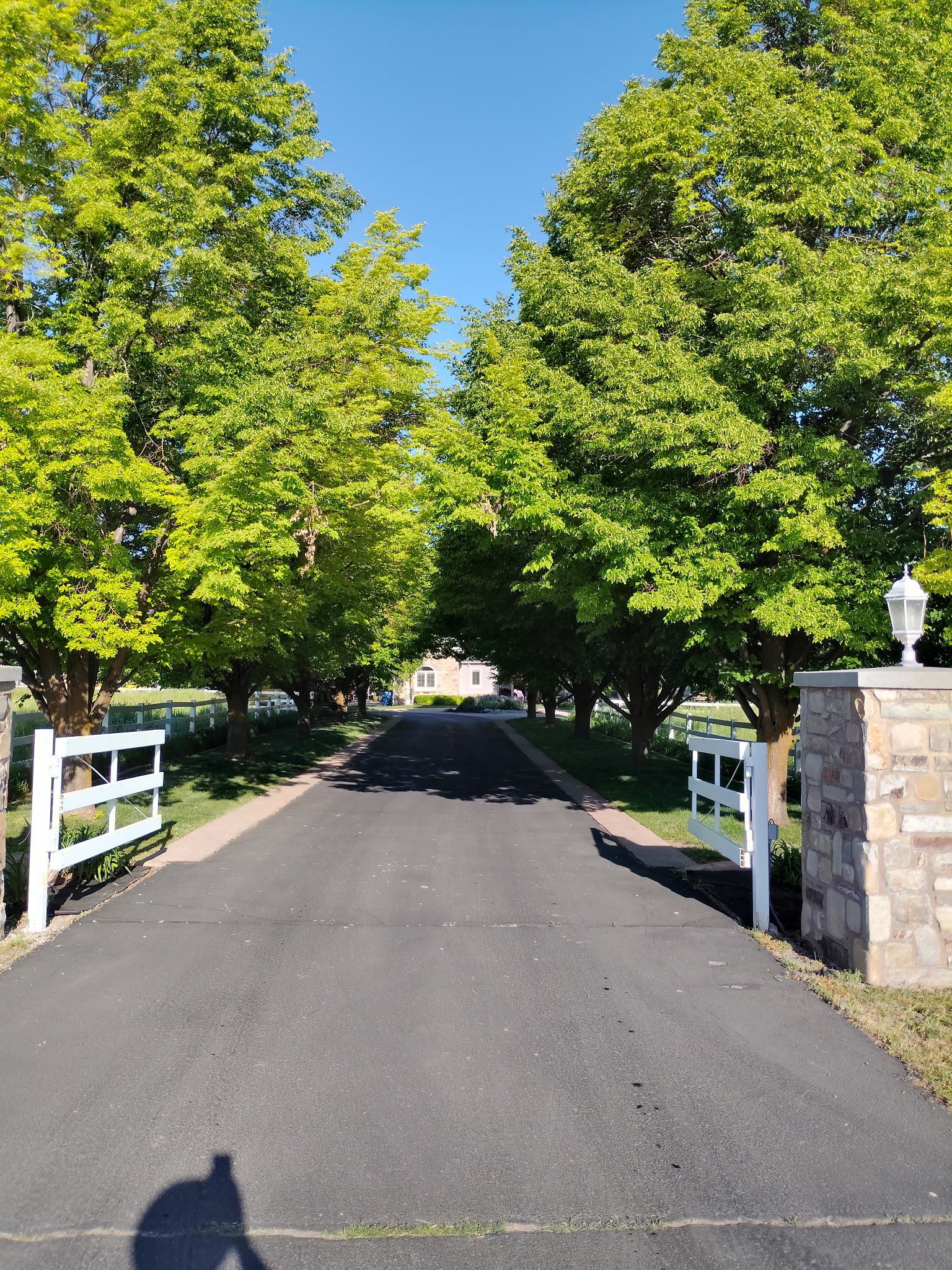 Tree-lined paved path in a sunny park, with white fences and a small building in the distance
