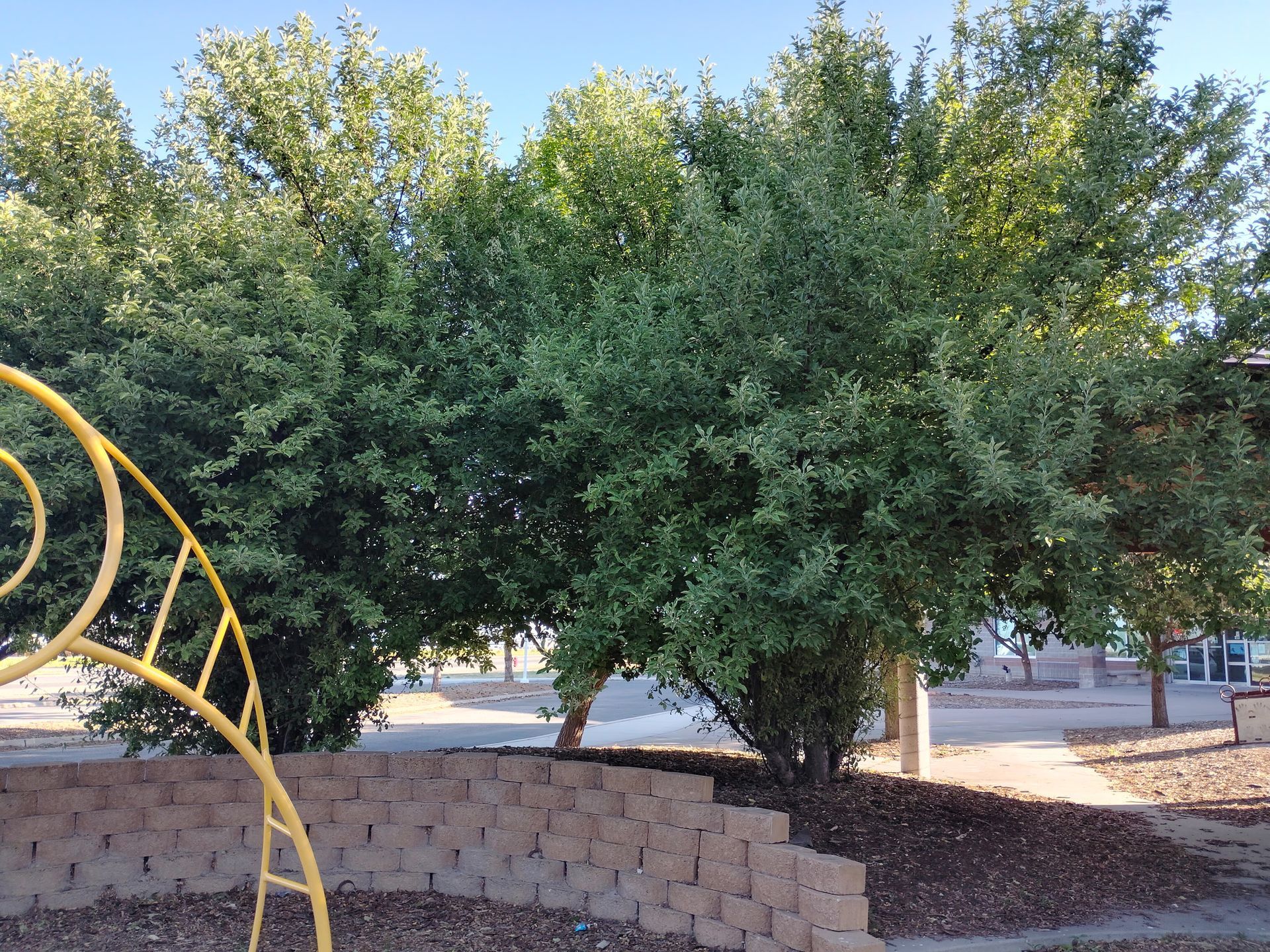 Large leafy trees behind a curved stone wall, with part of a yellow metal play structure at left.