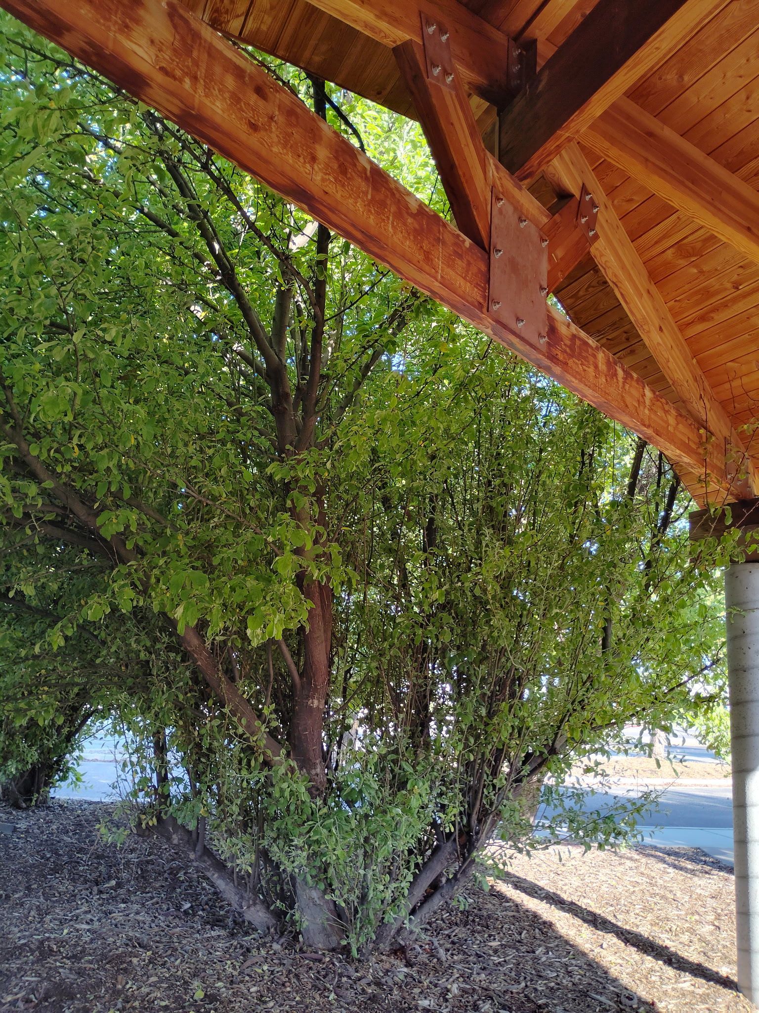 Wooden roof overhang framing a leafy tree beside a bright gravel and water shoreline