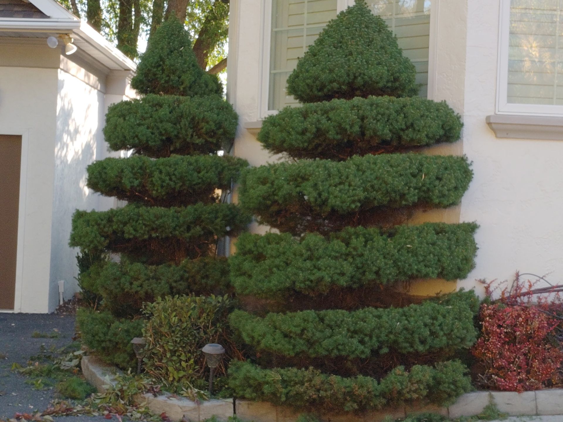 Two sculpted evergreen shrubs trimmed into tiered cone shapes beside a house