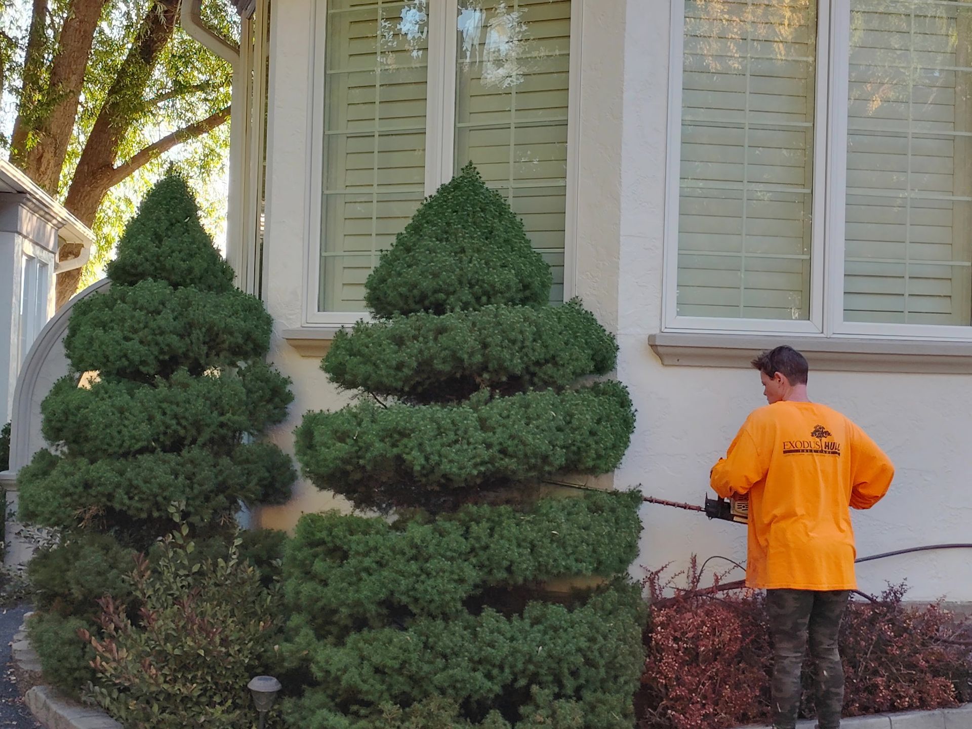 Person in orange shirt trimming large green shrubs beside a house