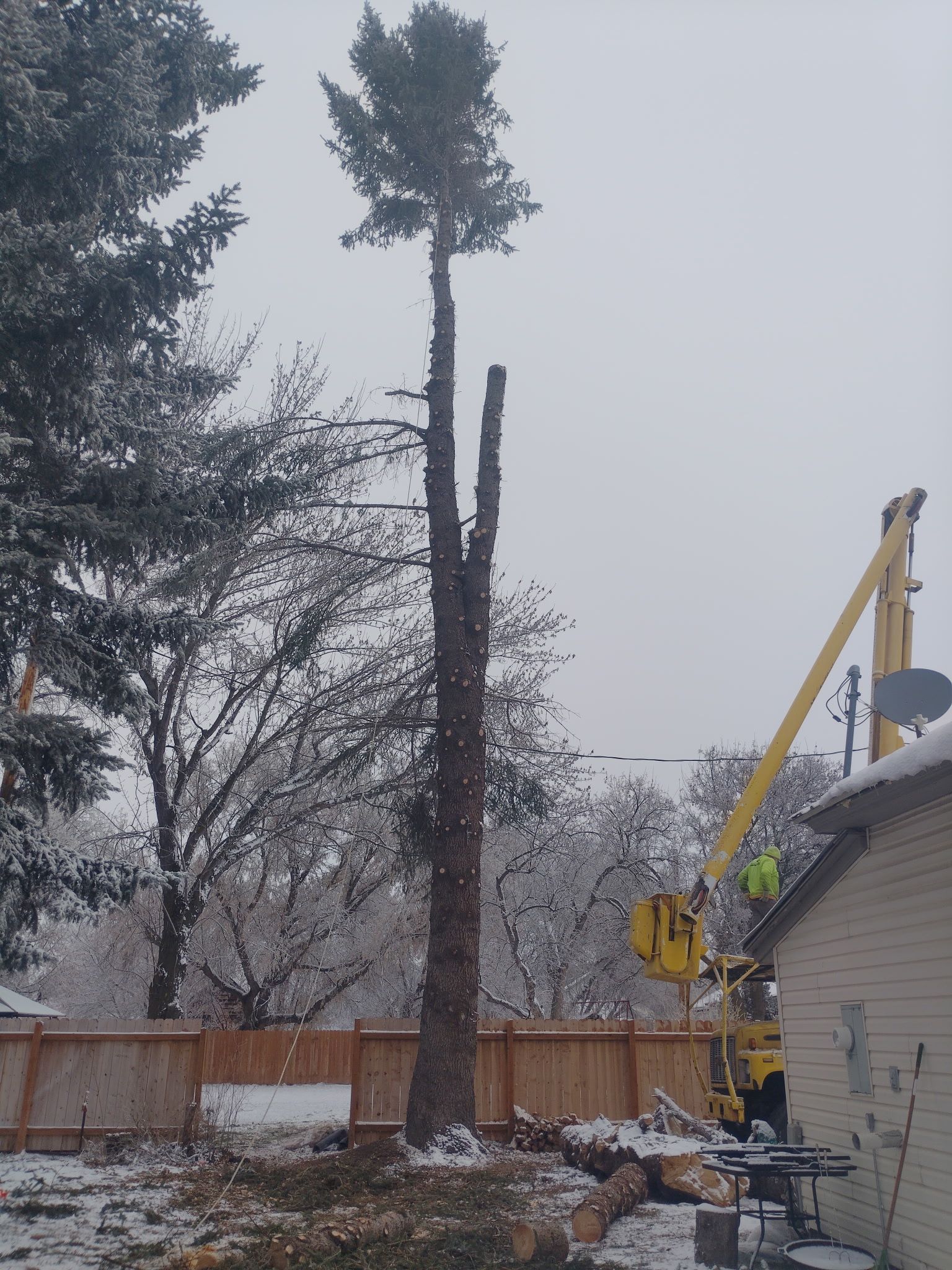 Snowy backyard with a yellow bucket truck trimming a tall tree beside a house