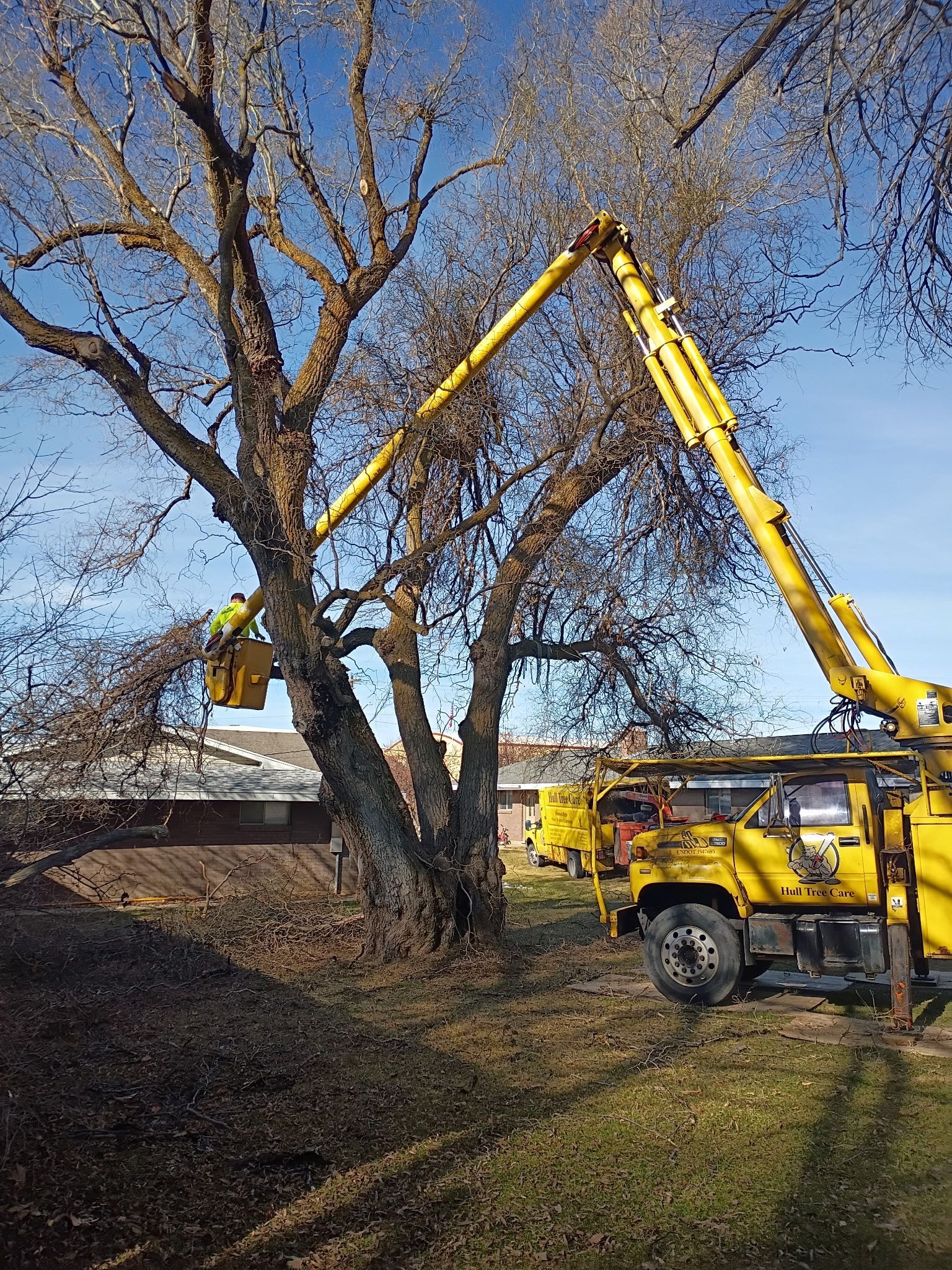 Yellow excavator lifting a bucket near a large tree on a grassy site under a blue sky
