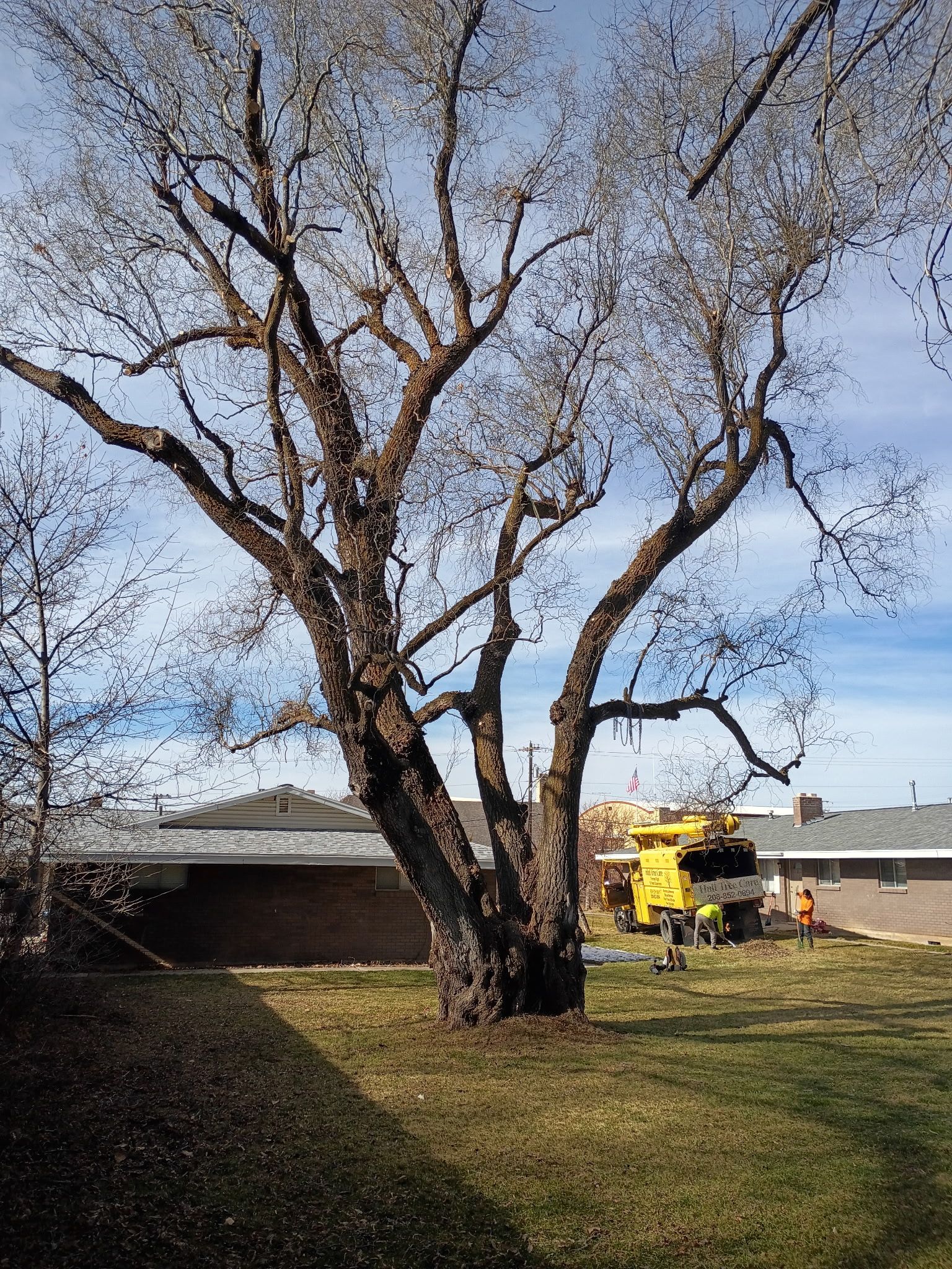 Large leafless tree in a yard beside a house, with a yellow utility truck and workers in the background.