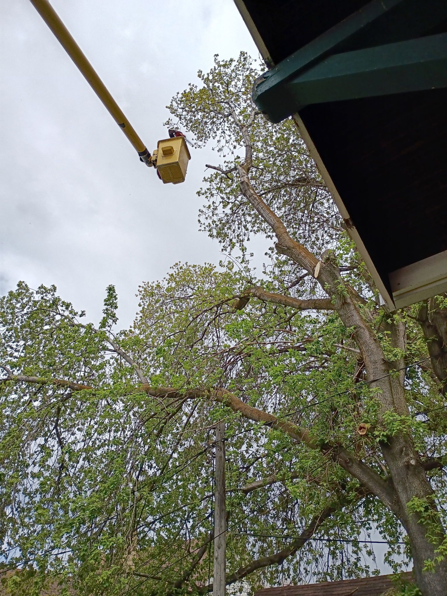 Tree canopy beside a building with a yellow crane arm against a cloudy sky