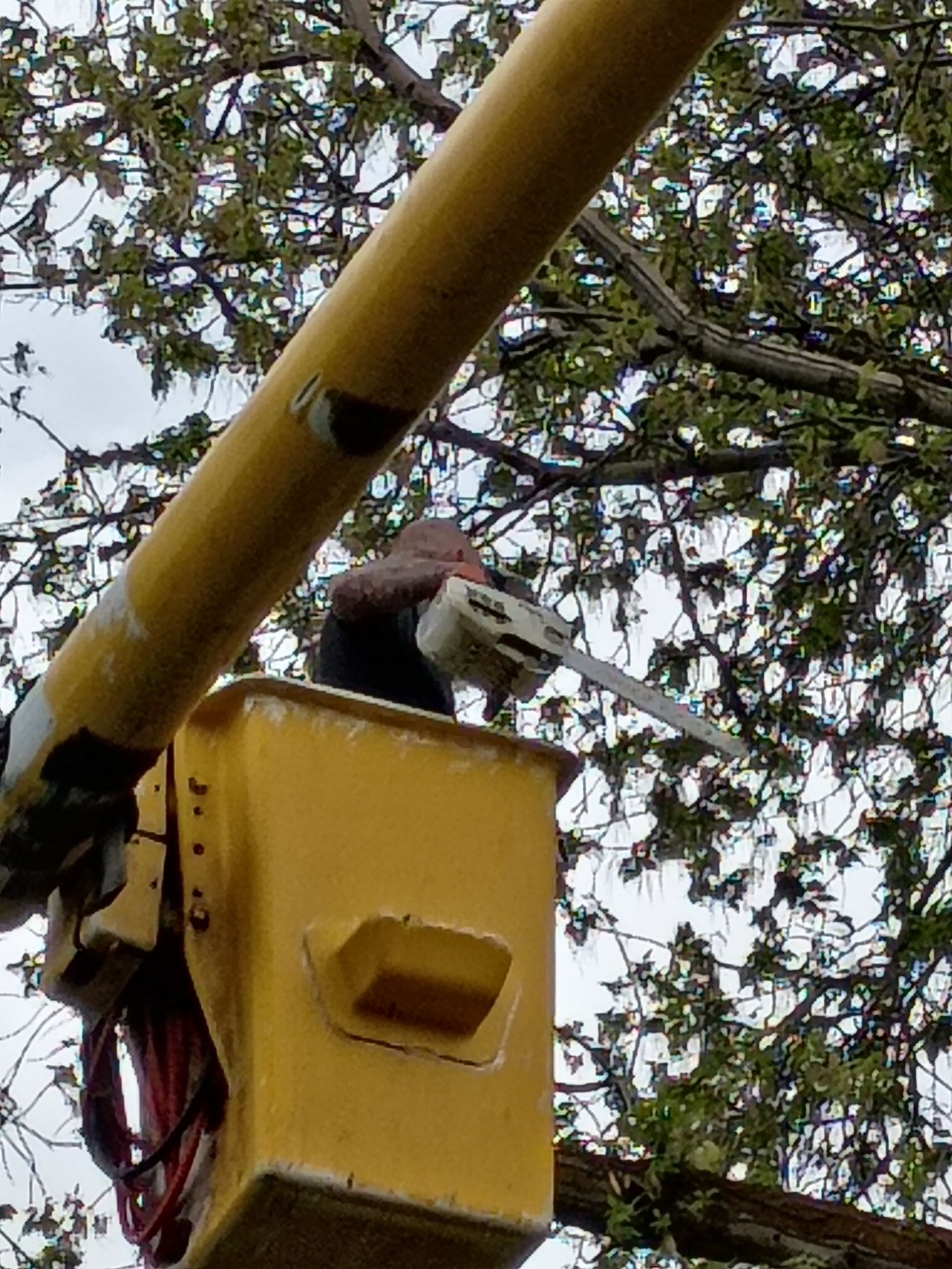 Worker in a yellow bucket lift trimming tree branches with a chainsaw