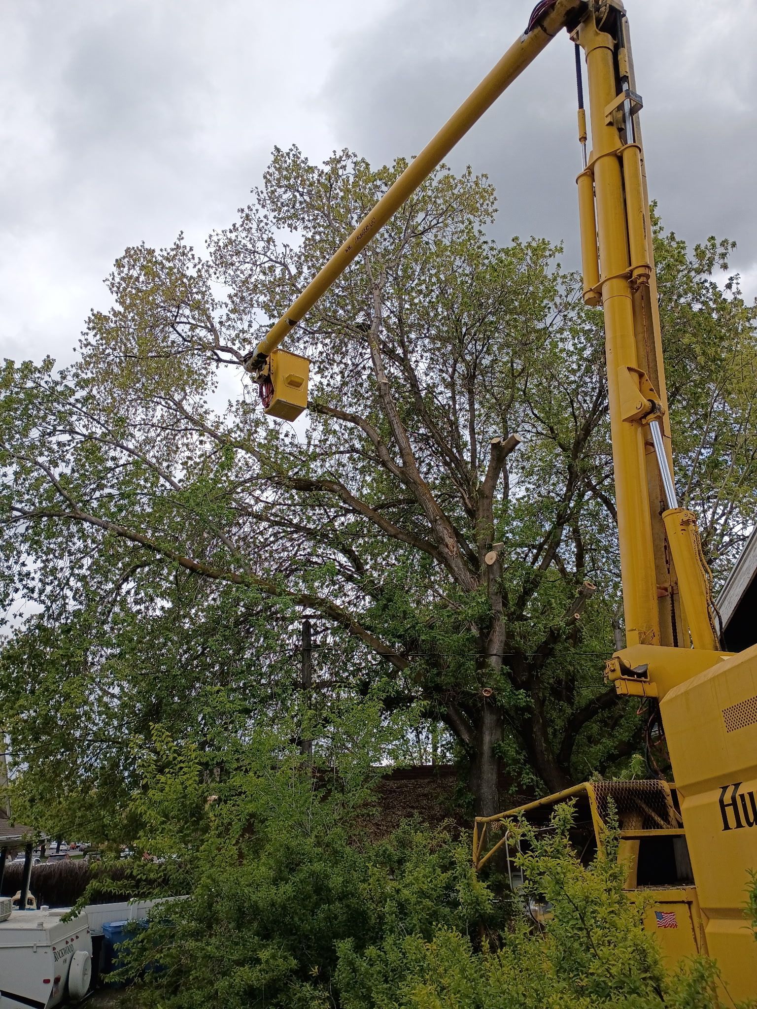 Yellow crane lifting work platform beside a large tree outdoors