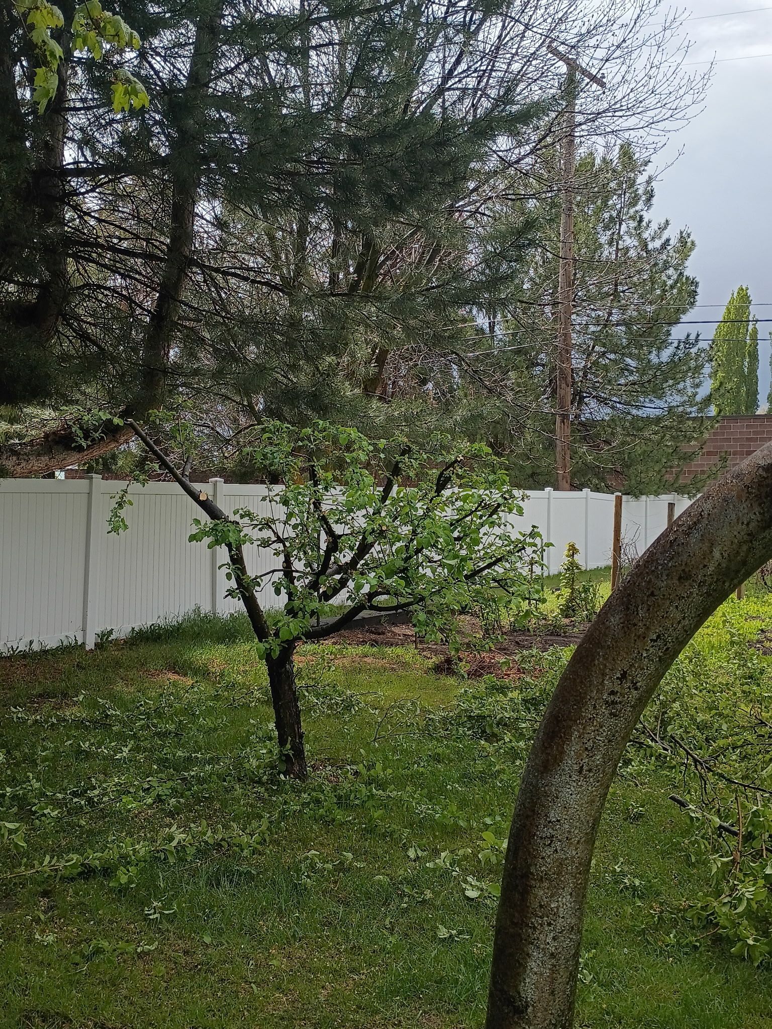 Backyard with a small tree, white fence, green grass, and an arched tree trunk in the foreground