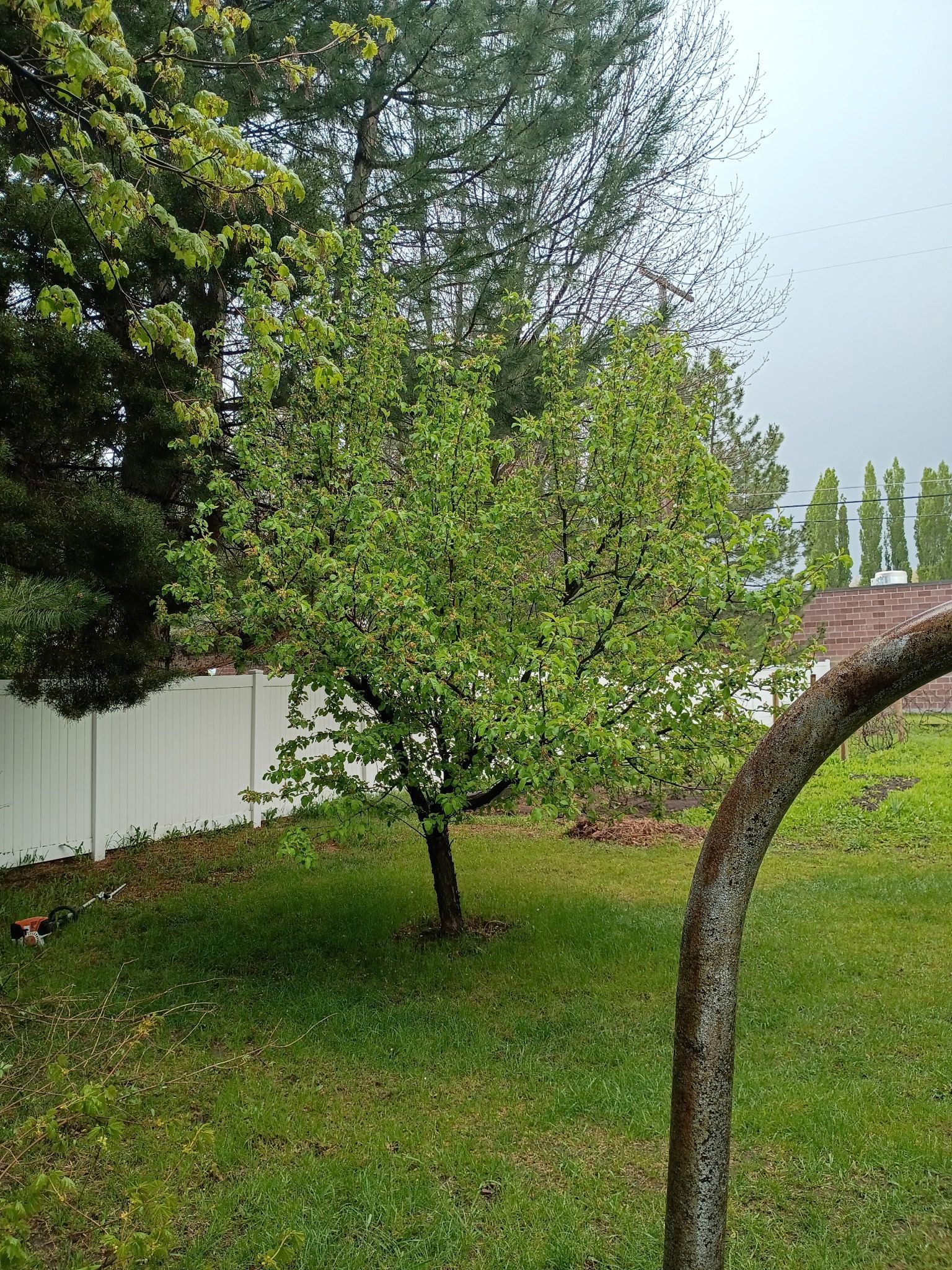 Rainy backyard with a small tree, white fence, and a rusty arch in the foreground