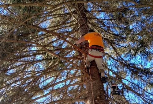 Amy's Tree Care