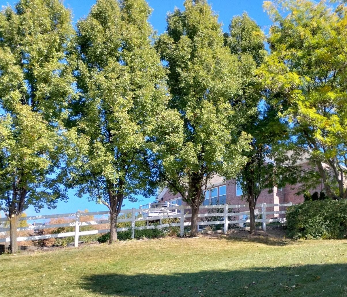 Sunny park with tall trees, grassy slope, and a white fence under a clear blue sky.