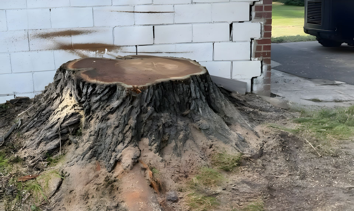 Large tree stump beside a white brick wall, with exposed roots and a paved driveway nearby.