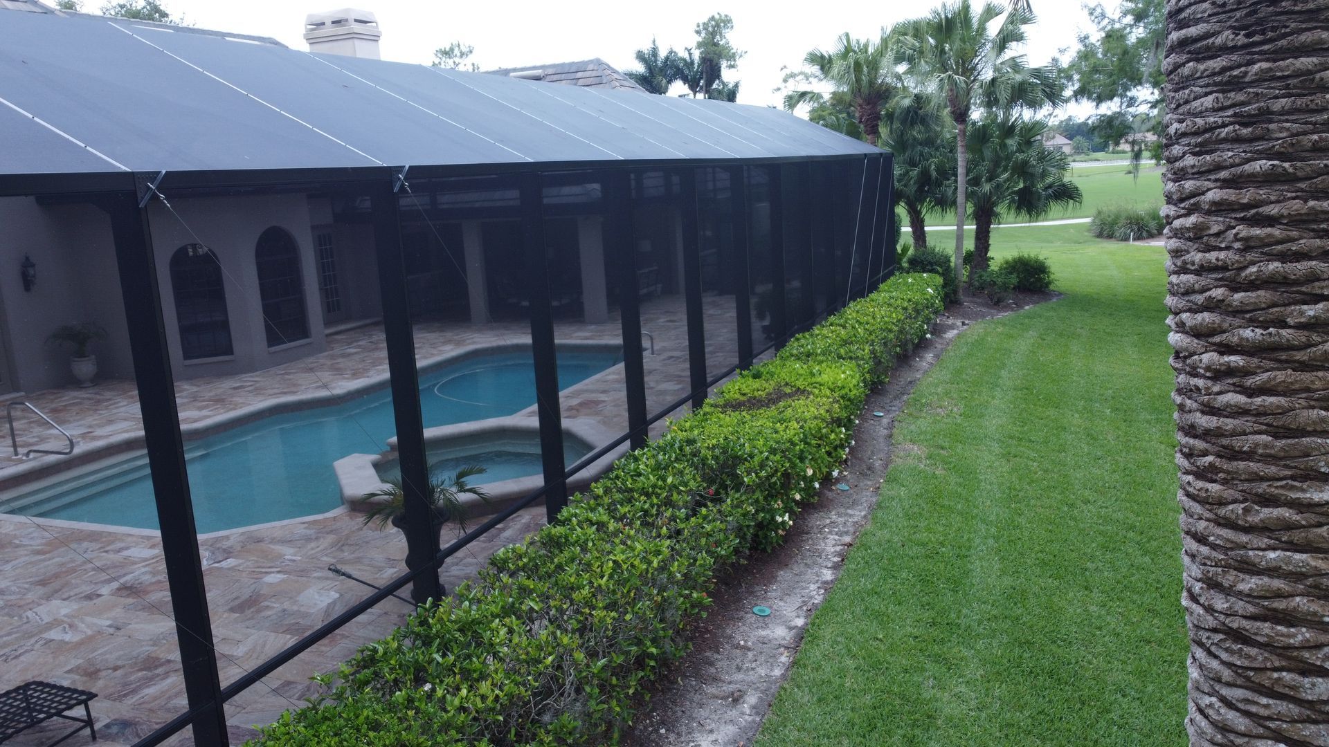 Pool enclosed by screened-in patio, alongside a green lawn and hedge, with palm trees.