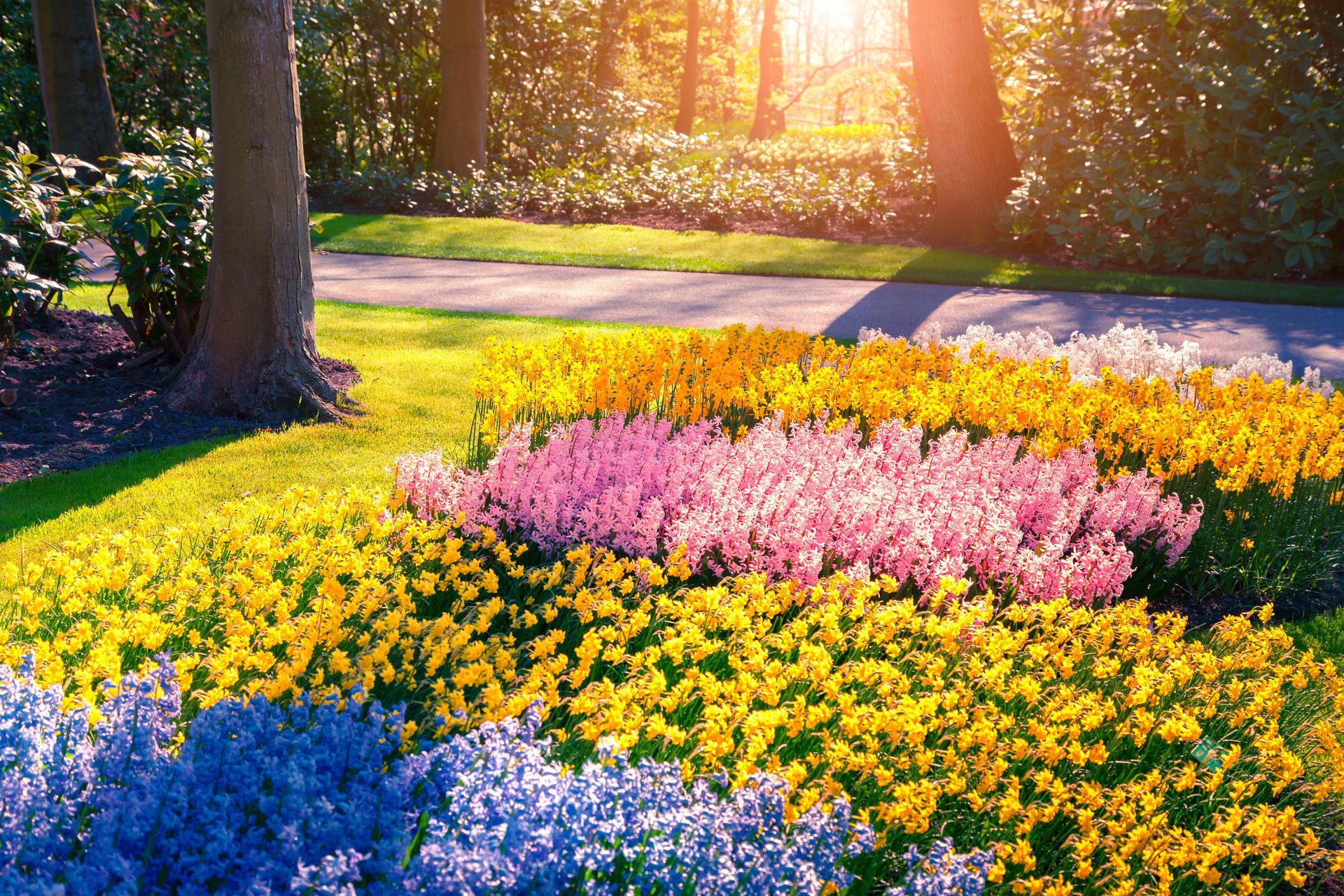 There are many different types of flowers in this garden.