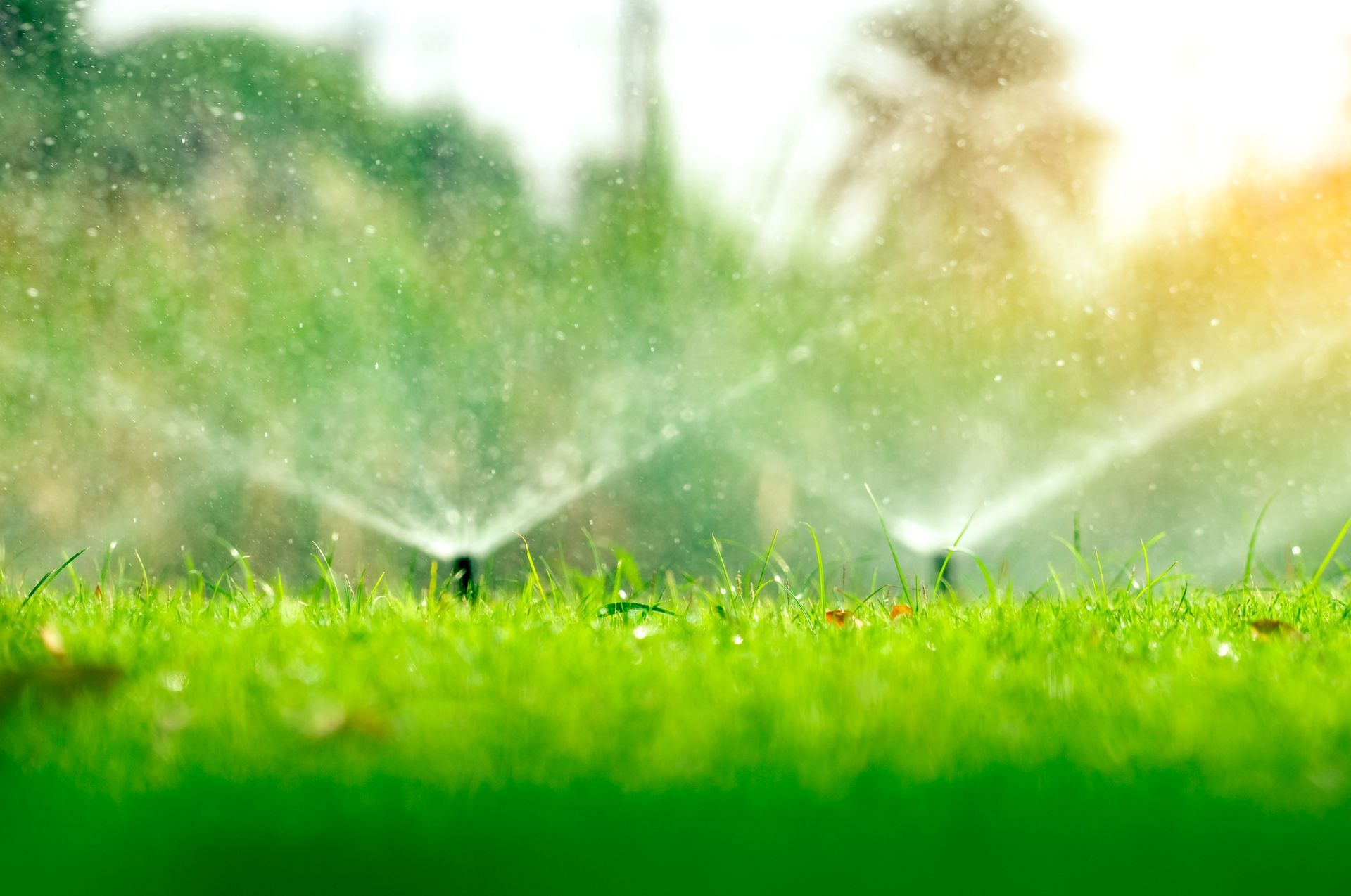 A sprinkler is spraying water on a lush green lawn.