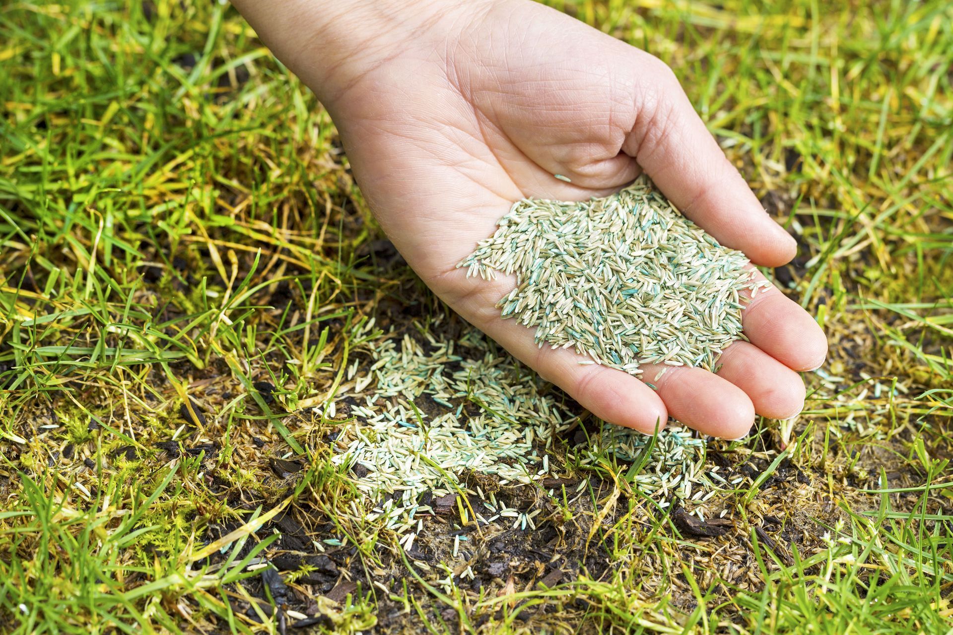A person is holding a pile of grass seeds in their hand.