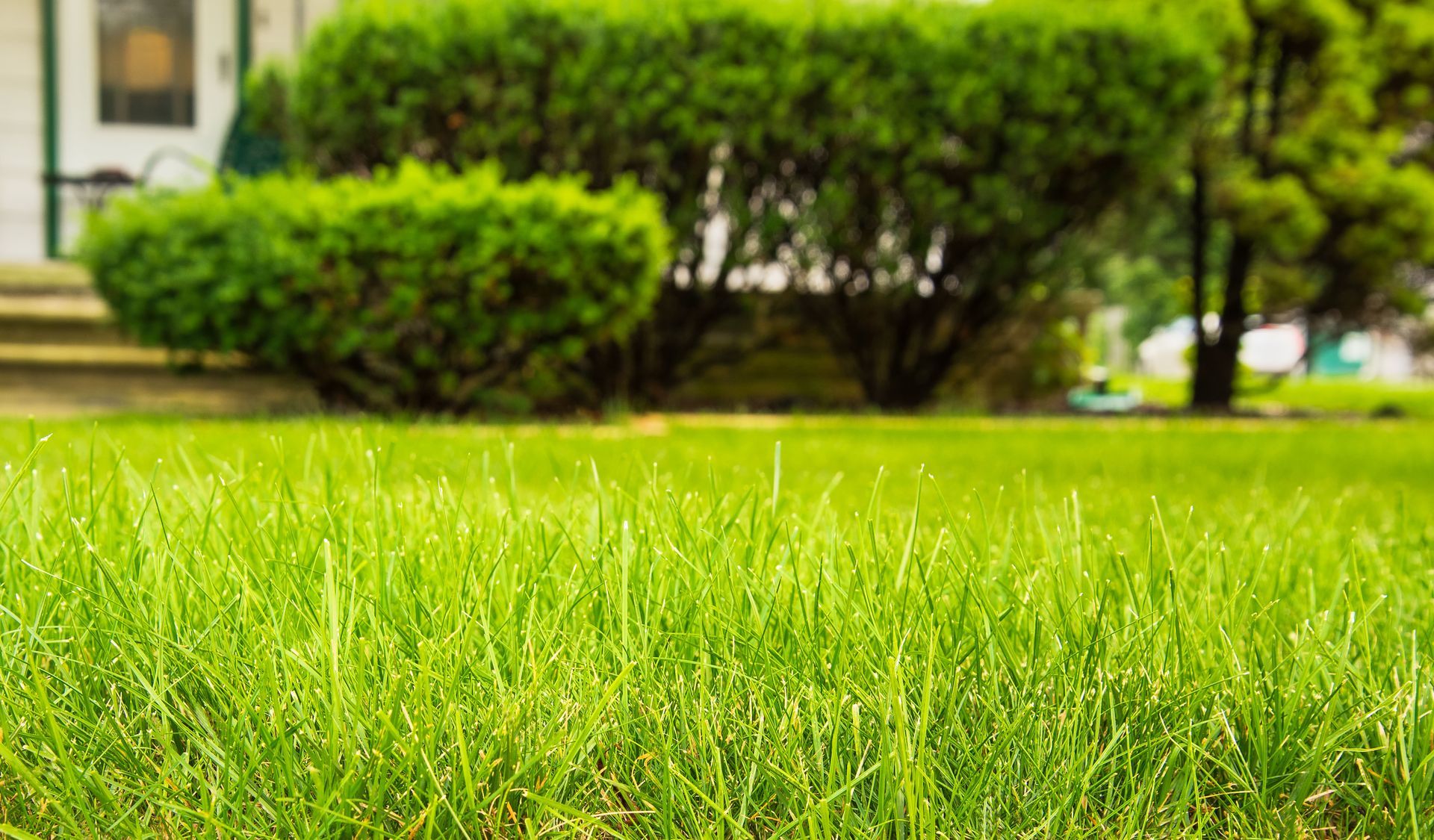 Lush green lawn in front of a house, with trimmed bushes and a tree in the background.