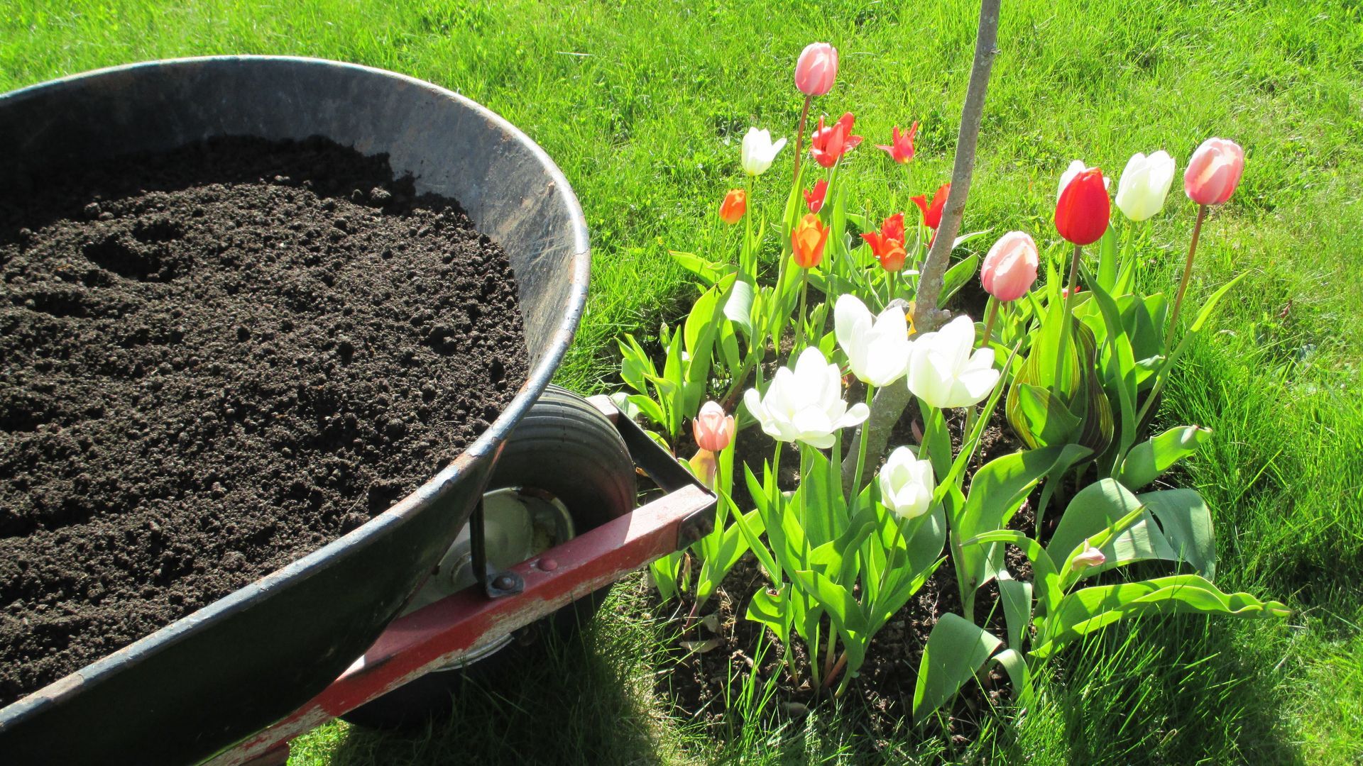 A wheelbarrow filled with dirt is next to a flower bed