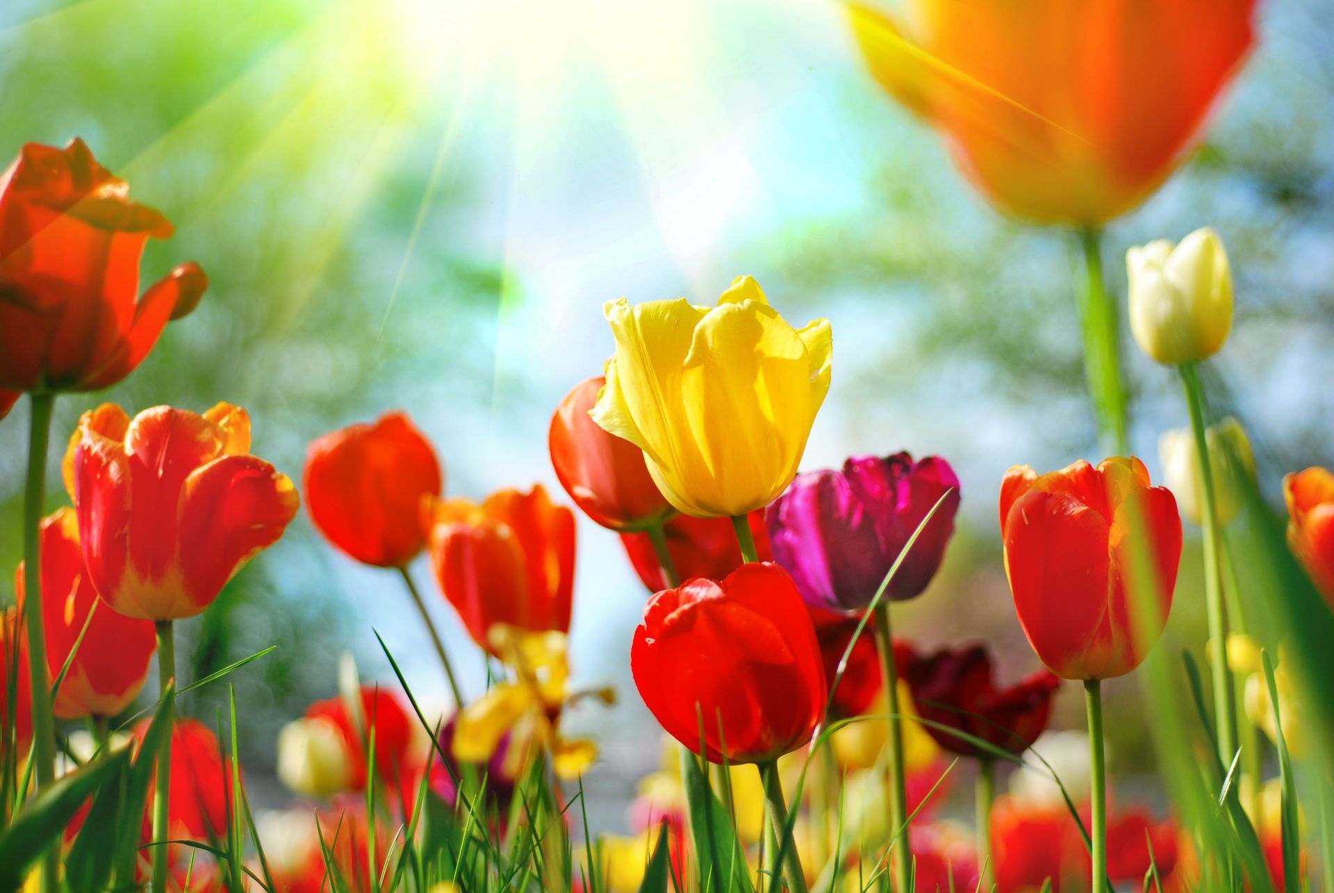 A field of colorful tulips growing in the grass on a sunny day.