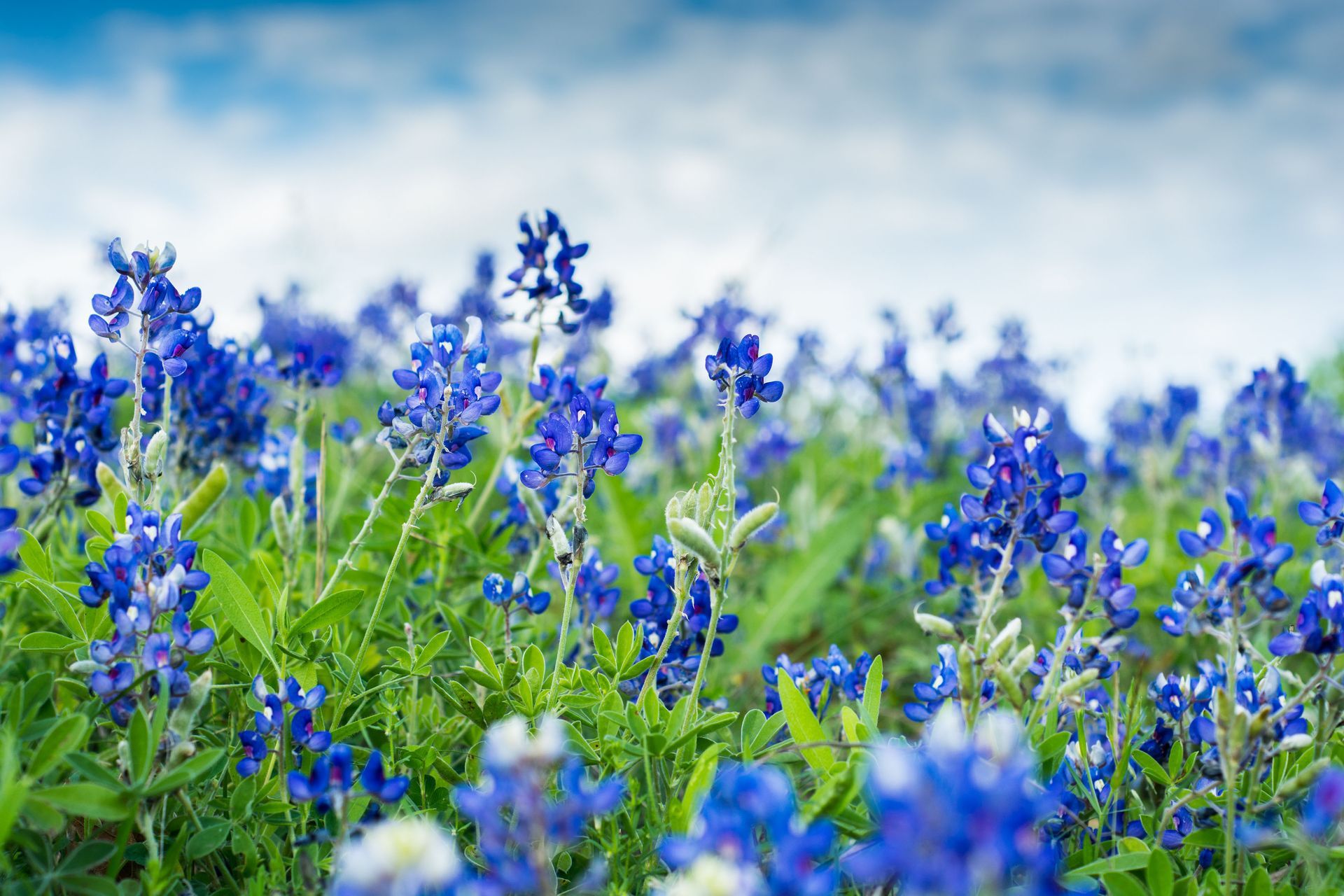 A field of blue flowers with a blue sky in the background.