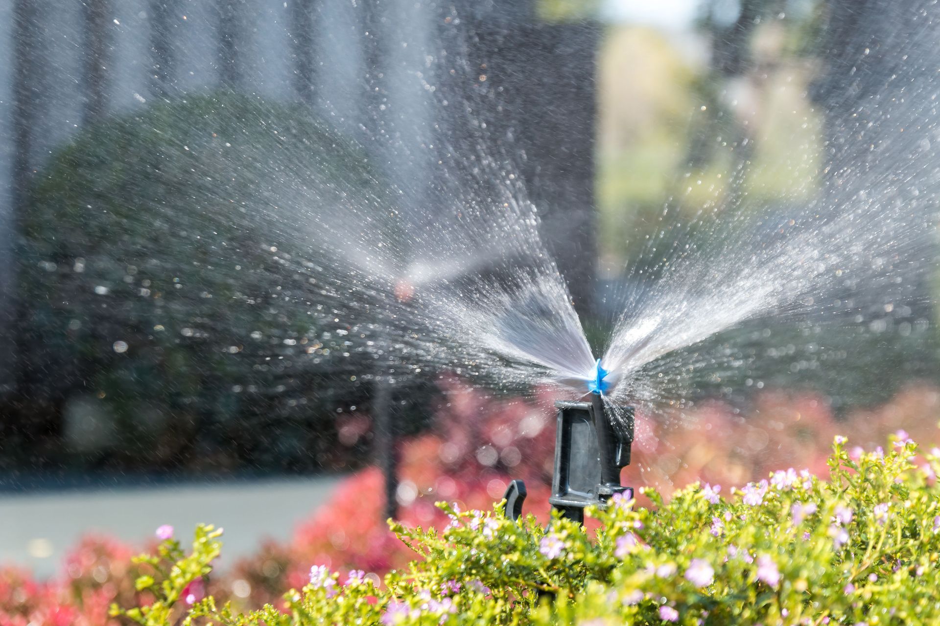 A sprinkler sprays a fine mist of water over green bushes with small pink flowers on a sunny day.