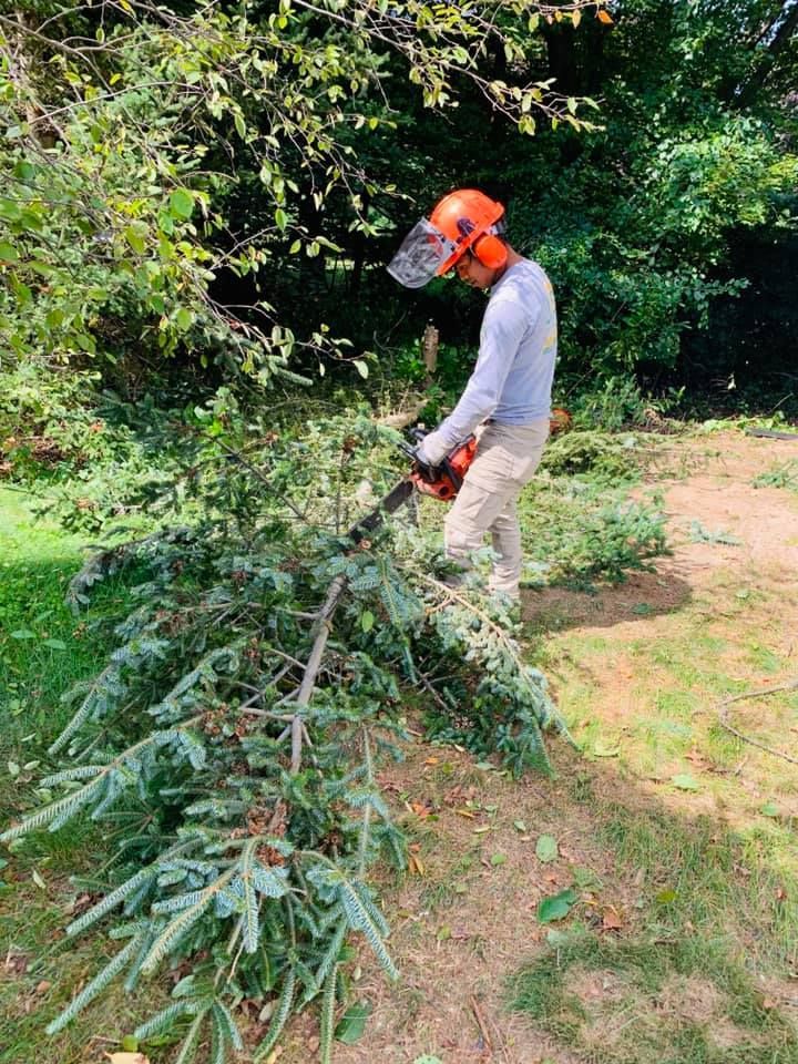 A man is cutting a tree branch with a chainsaw.
