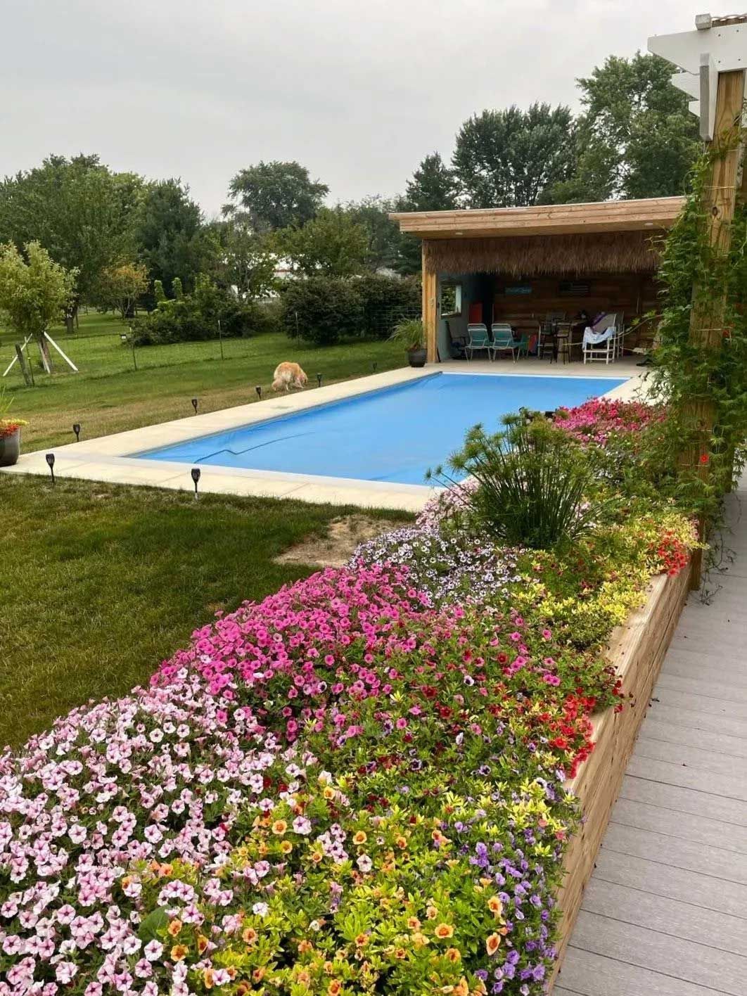 Pool with blue water surrounded by lush flower bed and grassy lawn, under overcast sky.