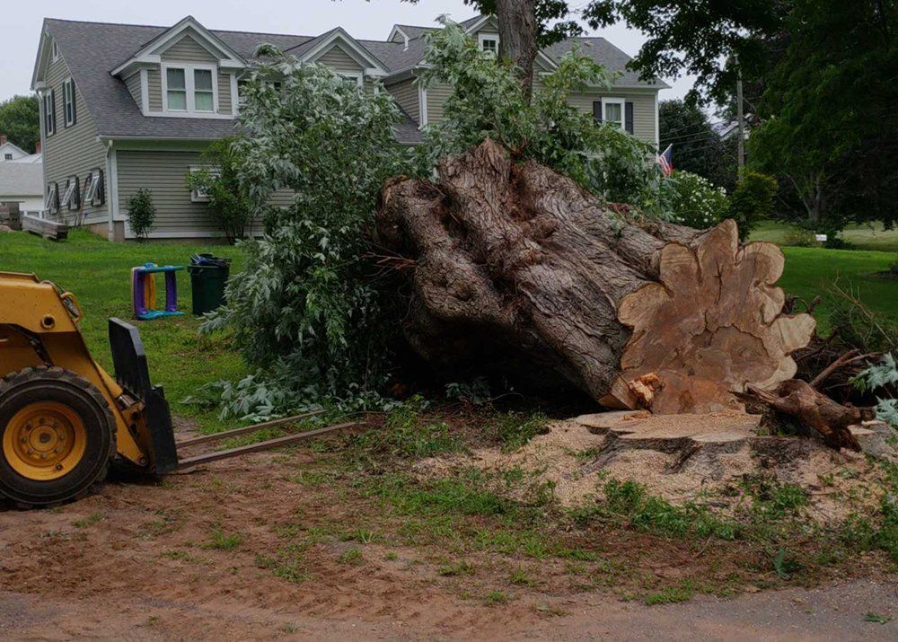 Tree services